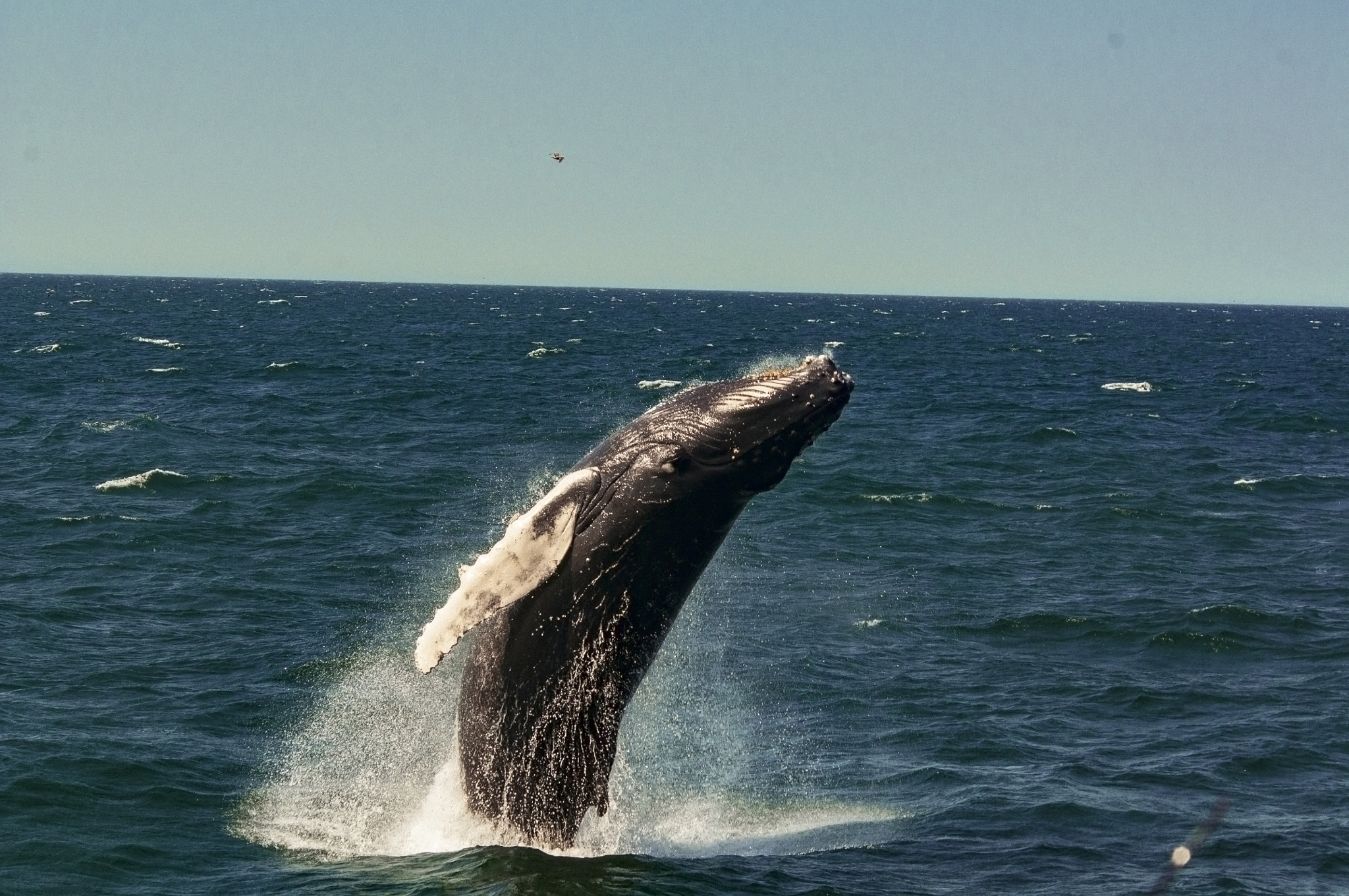 Nikon D300S + AF Nikkor 70-210mm f/4-5.6 sample photo. Humpback photography