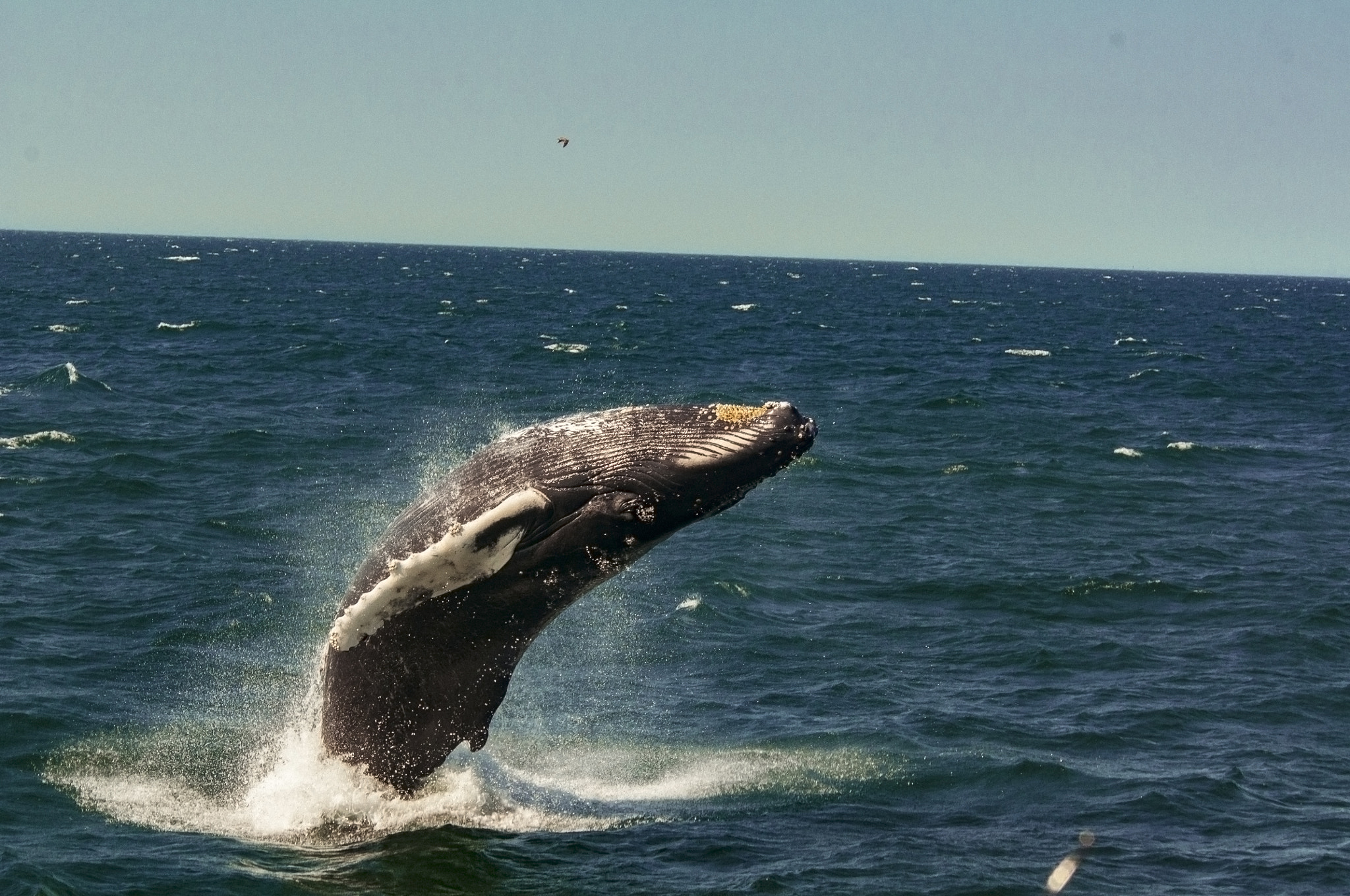 Nikon D300S + AF Nikkor 70-210mm f/4-5.6 sample photo. Humpback photography