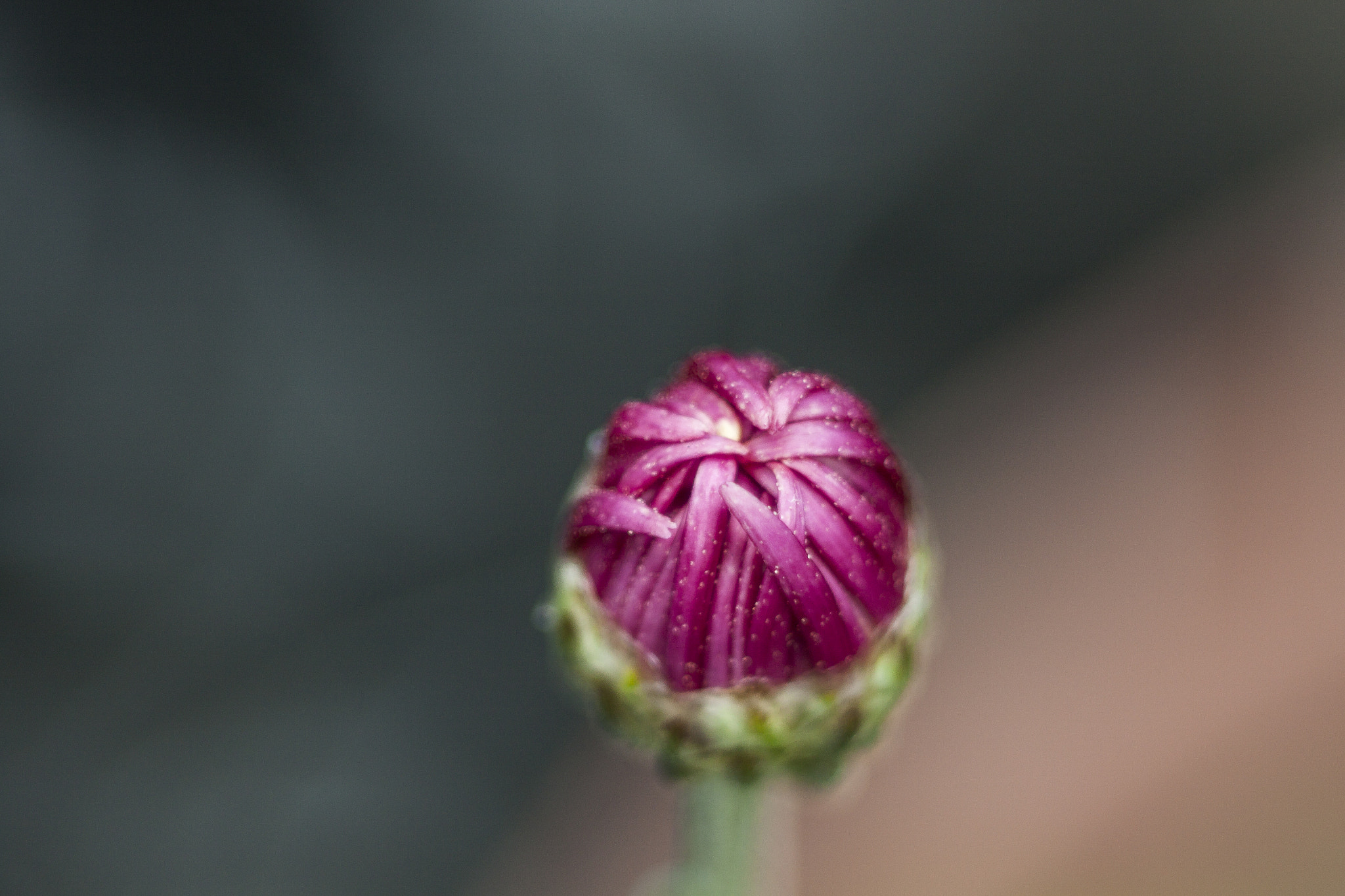 Canon EF 35-80mm f/4-5.6 sample photo. Nacer, crecer photography
