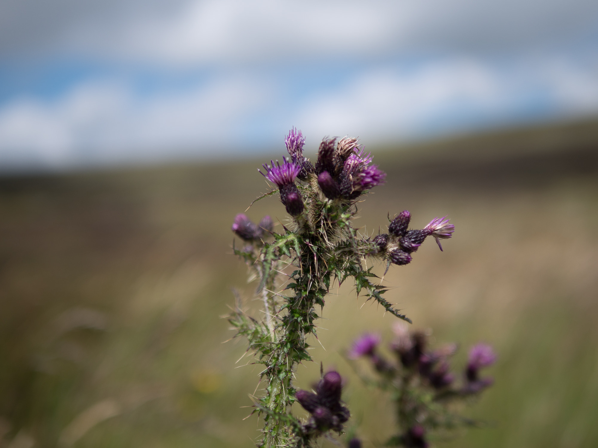 Panasonic Lumix DMC-GX8 + Panasonic Leica DG Summilux 25mm F1.4 II ASPH sample photo