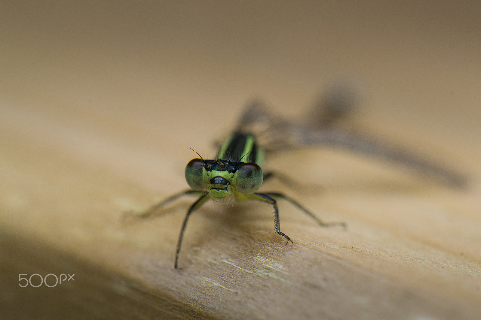 Nikon AF-S DX Micro-Nikkor 85mm F3.5G ED VR sample photo. Common coenagrion photography