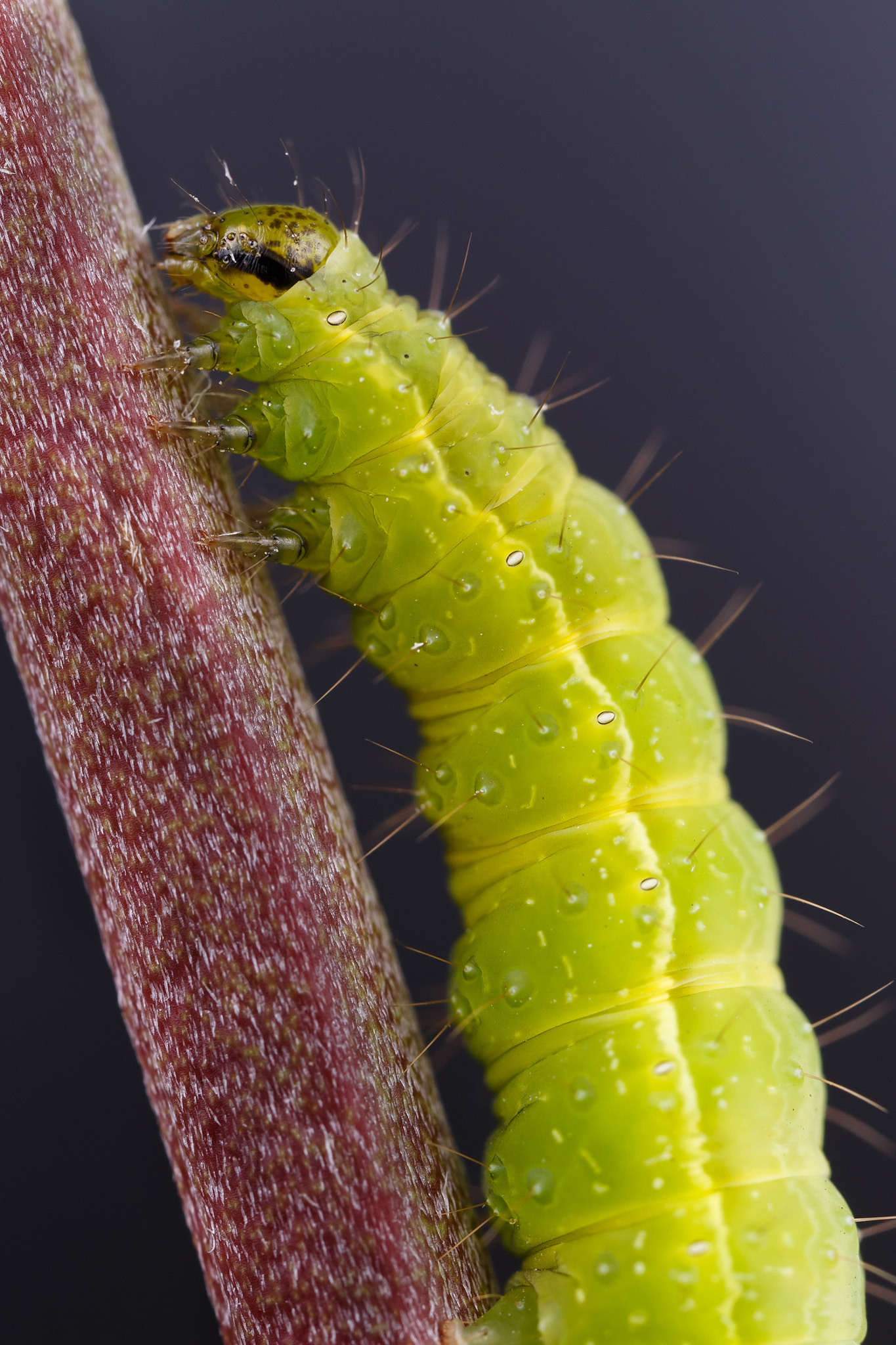 Canon MP-E 65mm F2.5 1-5x Macro Photo sample photo. Caterpillar photography