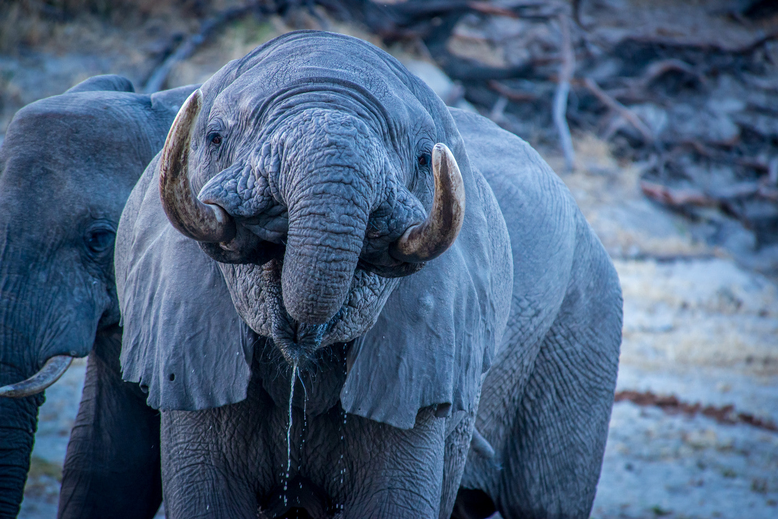 Nikon D600 sample photo. Tusks up photography