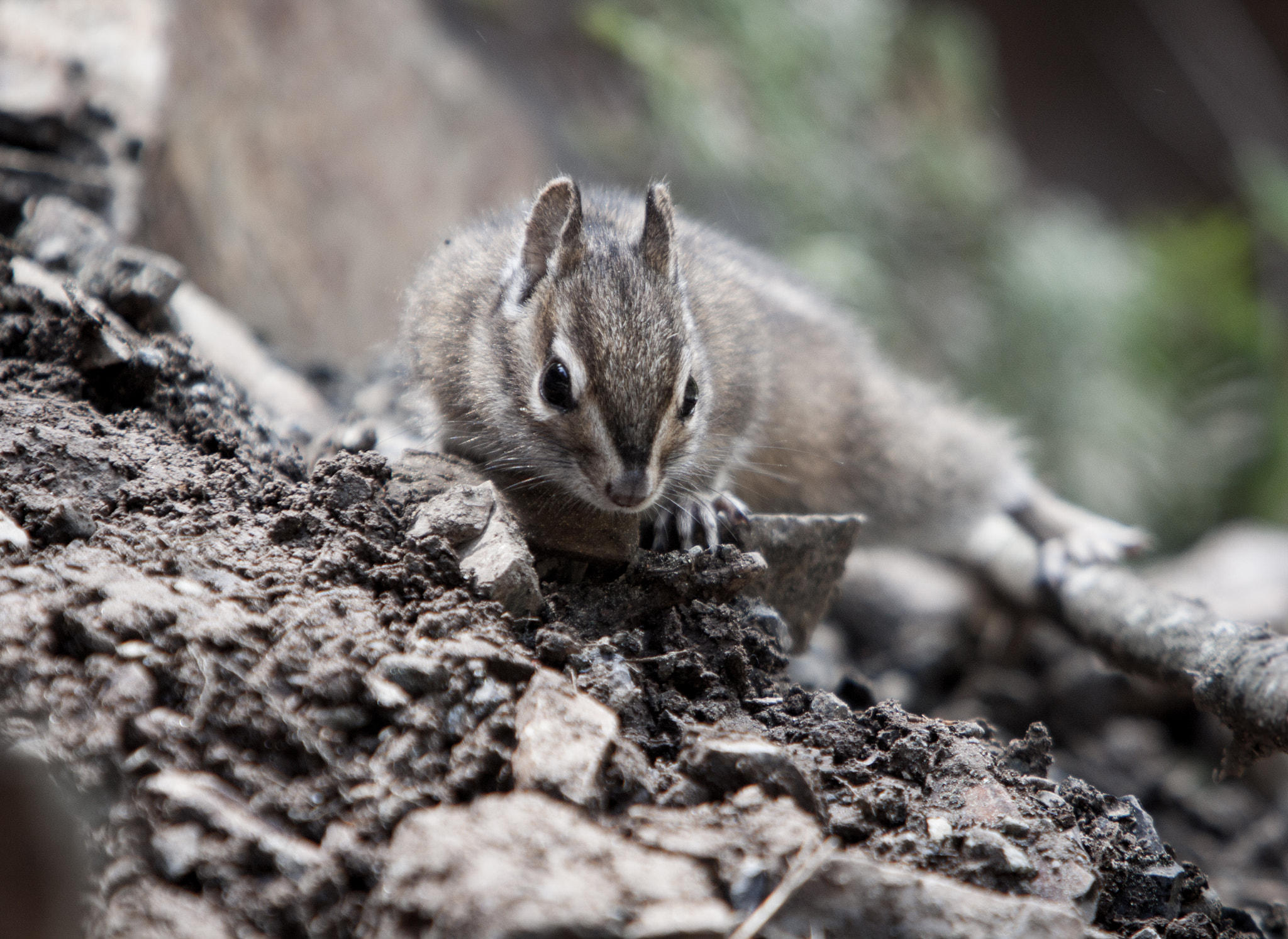 Canon EF 70-200mm F2.8L IS USM sample photo. Chipmunk photography