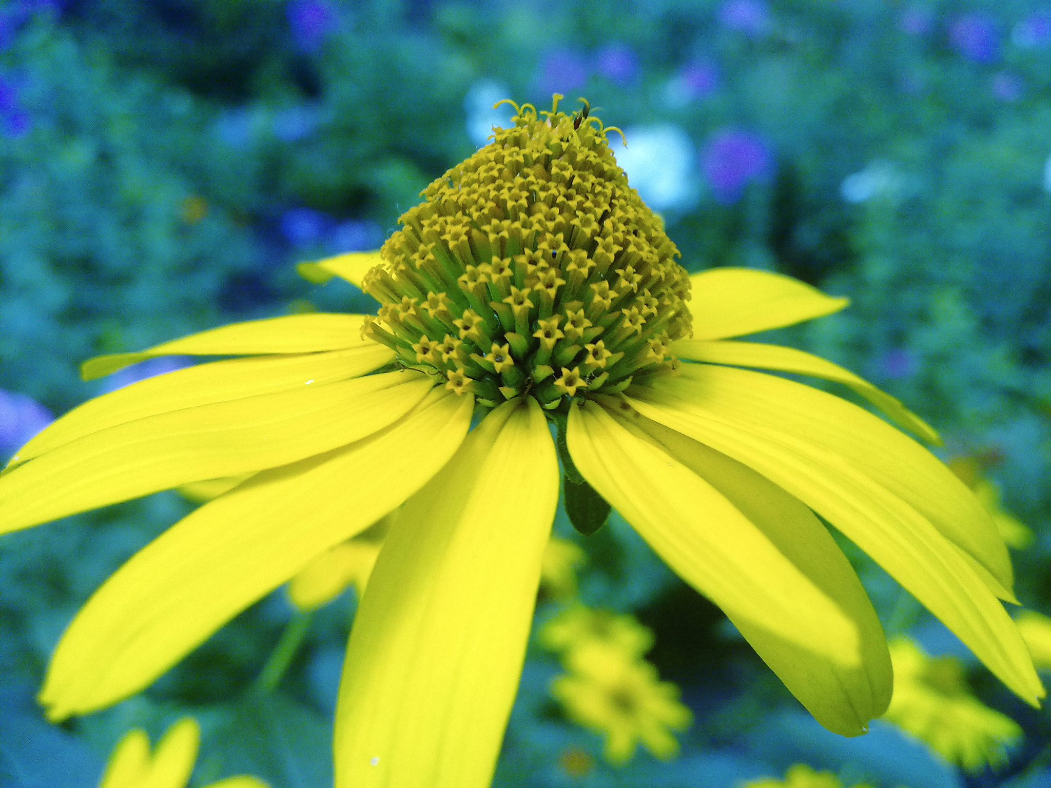 Nokia N97 sample photo. Yellow stars flower.jpg photography