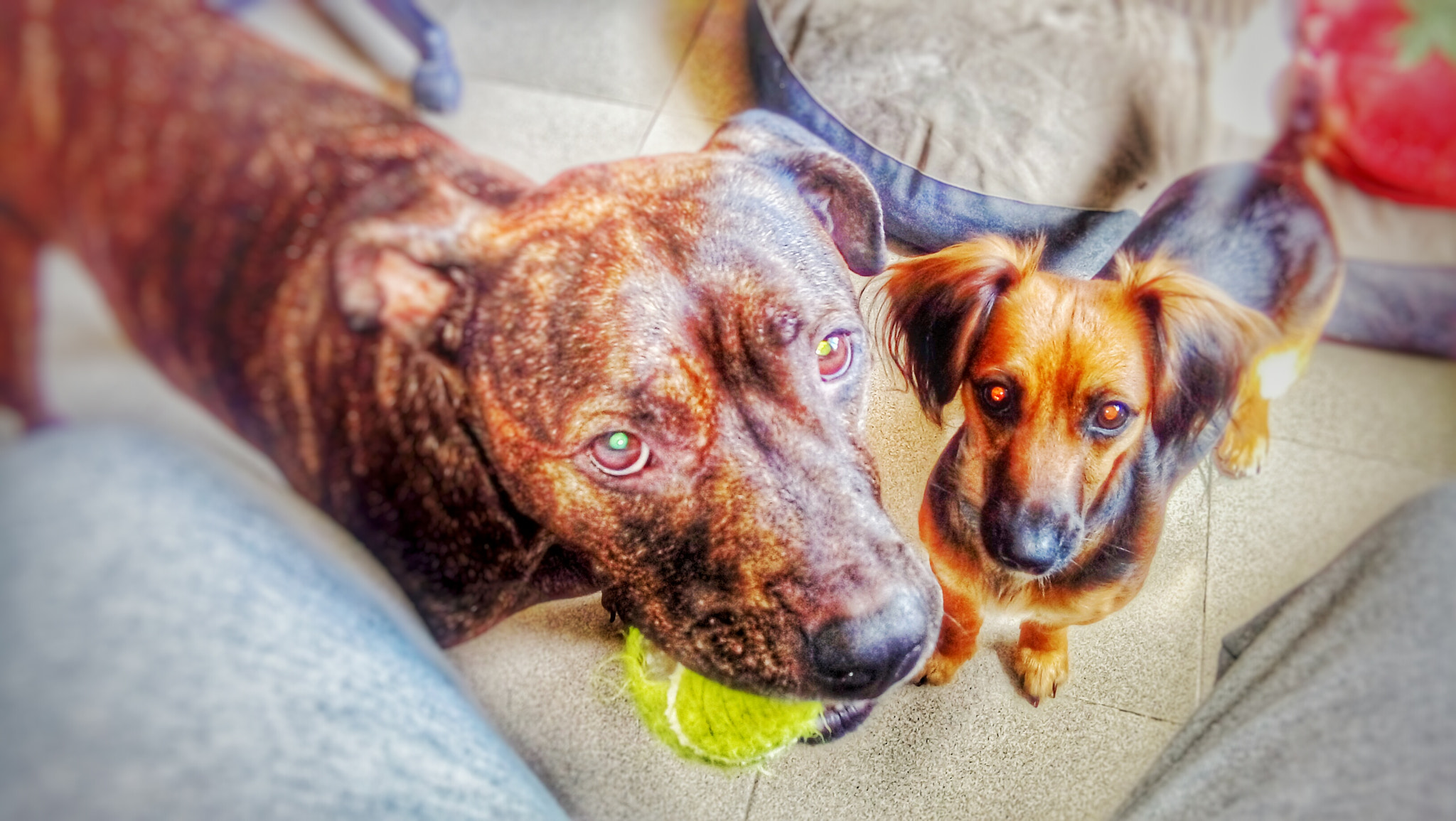 LG K350N sample photo. Pets photography