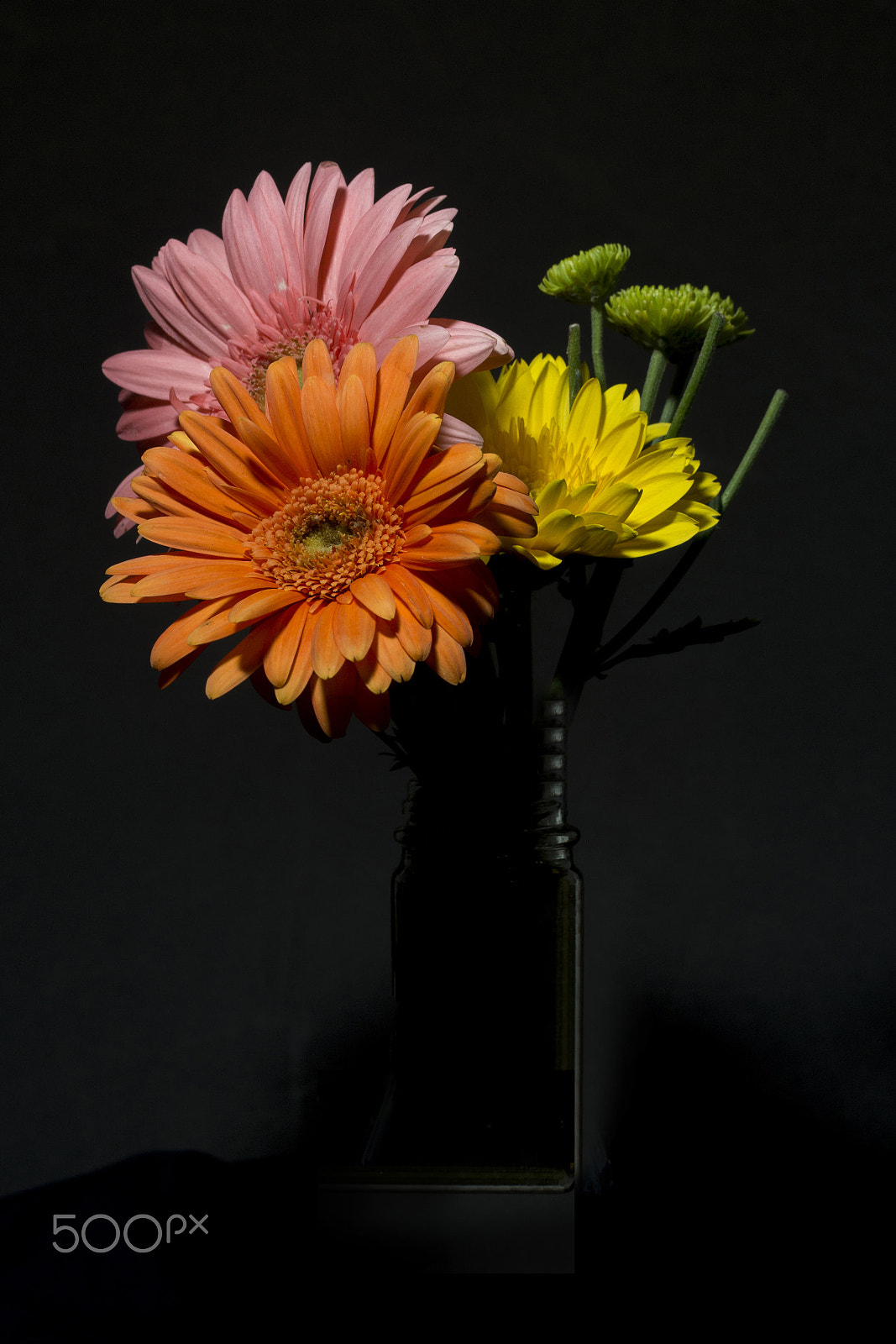 Olympus OM-D E-M5 + OLYMPUS 50mm Lens sample photo. Daisy colours photography