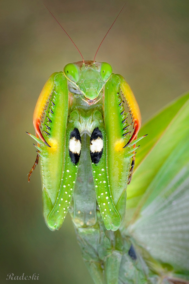 Nikon D300 + Nikon AF Micro-Nikkor 60mm F2.8D sample photo. Mantide arrabbiata photography