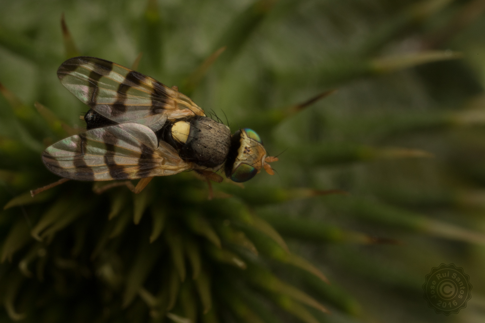 Canon MP-E 65mm F2.5 1-5x Macro Photo sample photo. Picture-winged fly photography