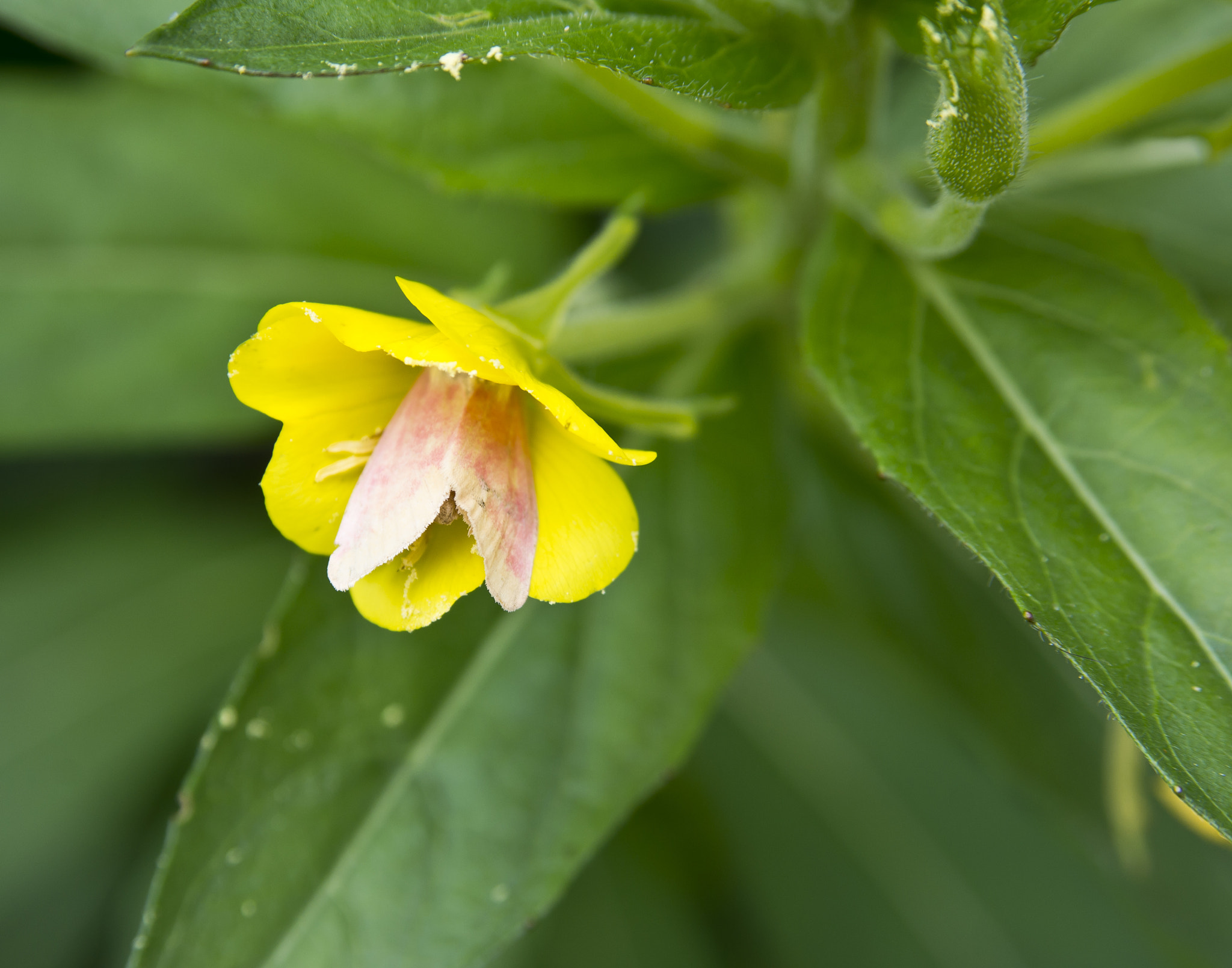 AF Zoom-Nikkor 28-105mm f/3.5-4.5D IF sample photo. Moth in a yellow flower photography