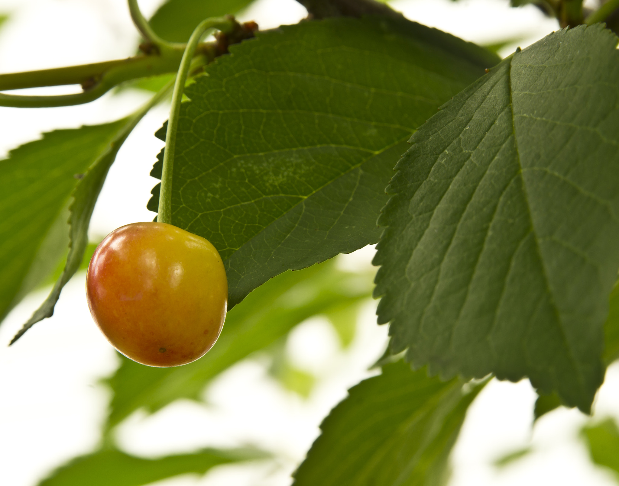 AF Zoom-Nikkor 28-105mm f/3.5-4.5D IF sample photo. Ripening cherry on a tree photography