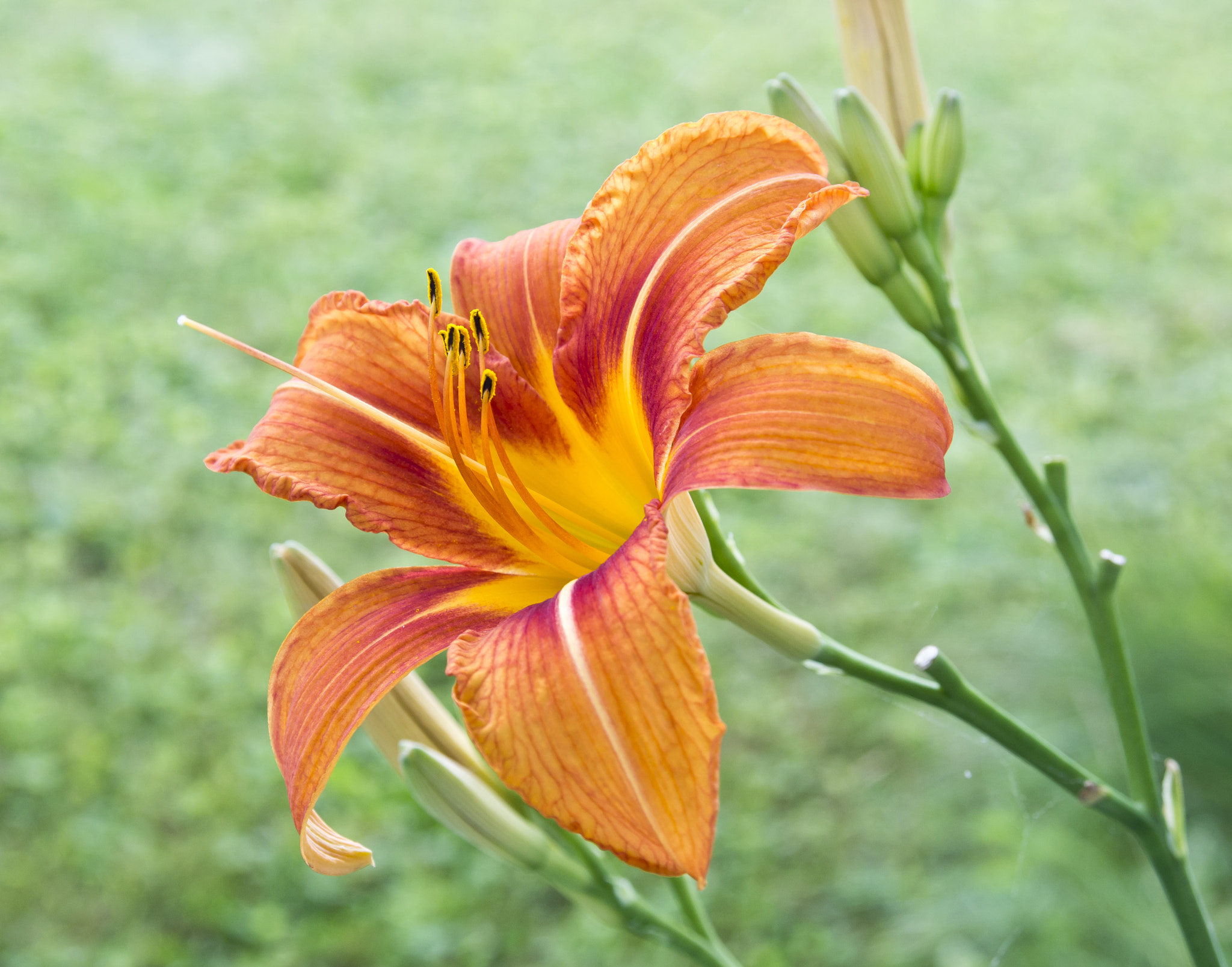 AF Zoom-Nikkor 28-105mm f/3.5-4.5D IF sample photo. Single tiger lily photography