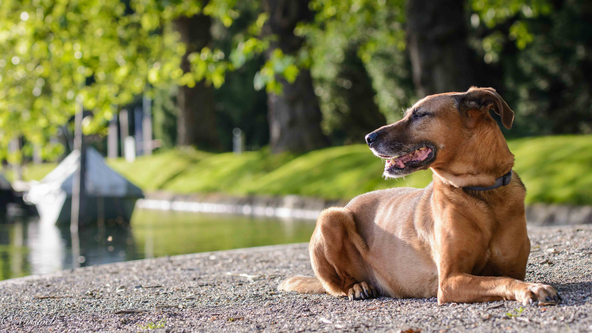 Nikon AF-S Nikkor 70-200mm F2.8G ED VR II sample photo. Schaffhauser stadthundekalender  photography