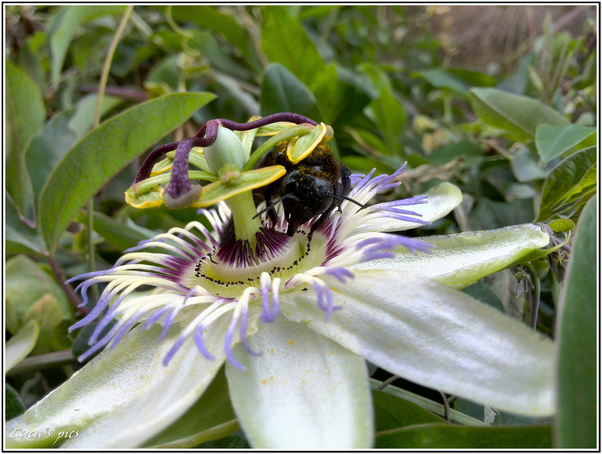 HUAWEI P6-U06 sample photo. Engineered flower photography