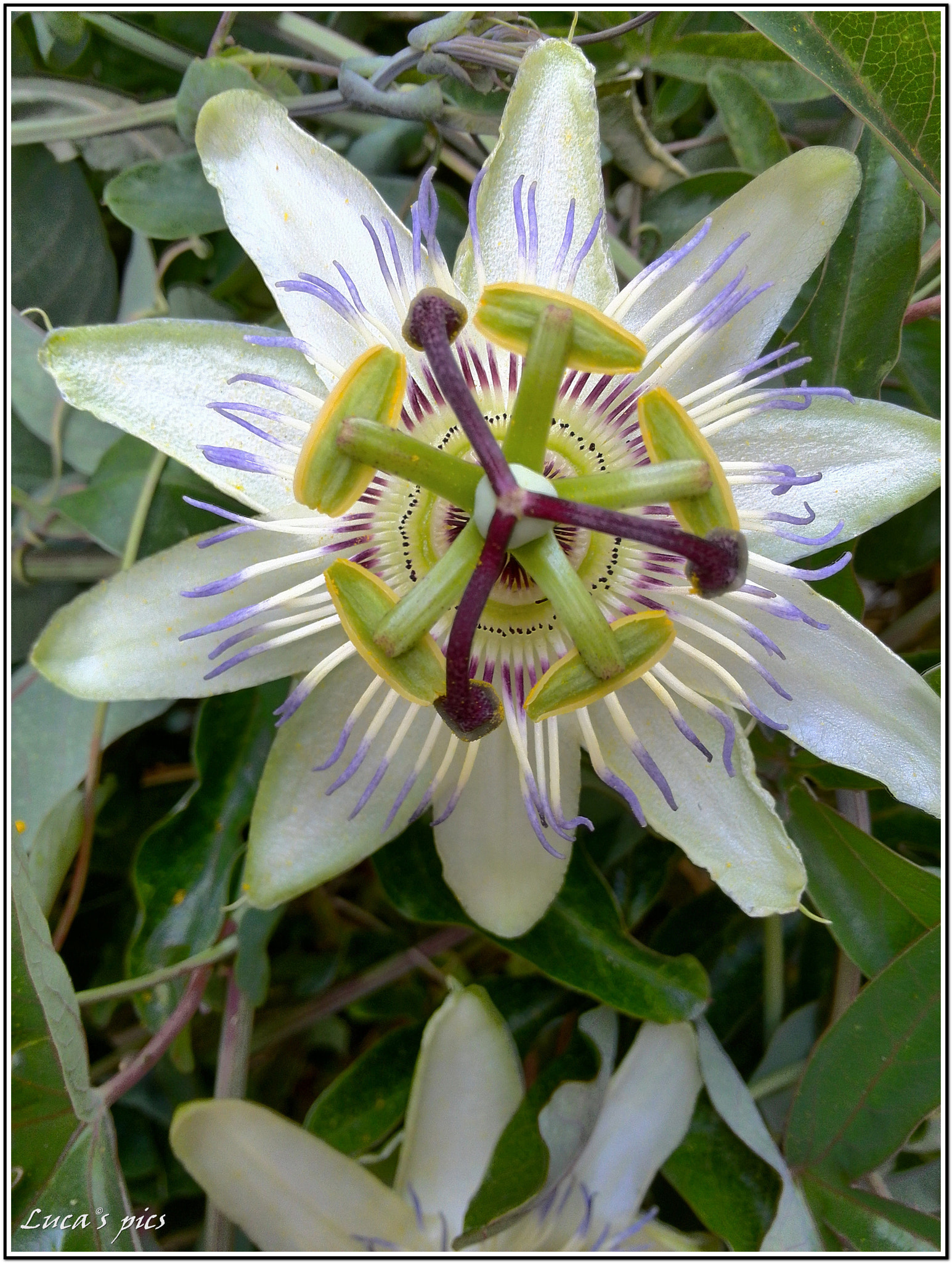 HUAWEI P6-U06 sample photo. Seems a simple flower photography