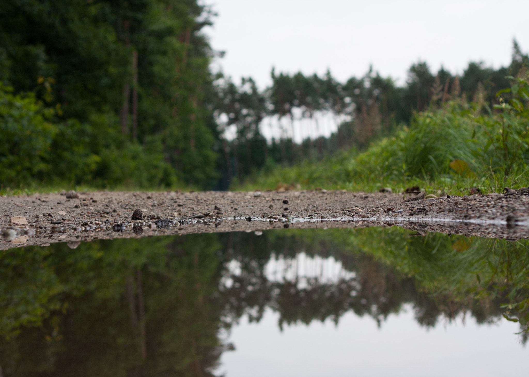 Canon EOS 40D + Canon EF 50mm F1.8 II sample photo. Forest reflection photography