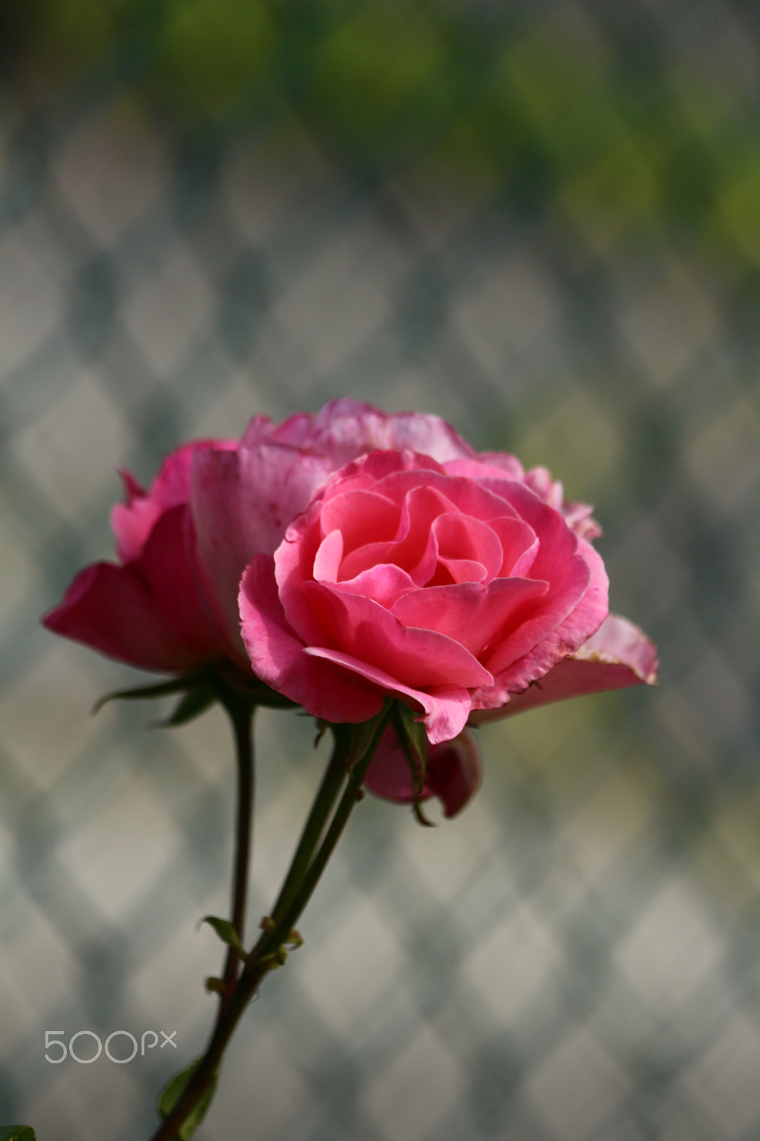 Canon EF 70-300mm F4-5.6 IS USM sample photo. Three pinks photography