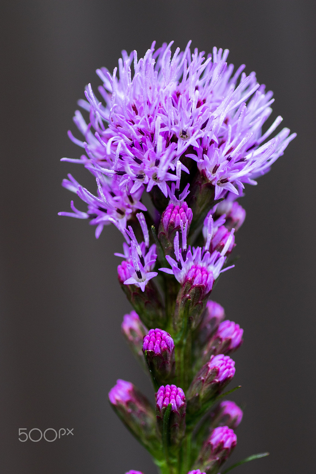 Tamron SP AF 90mm F2.8 Di Macro sample photo. Liatris (spicata) photography