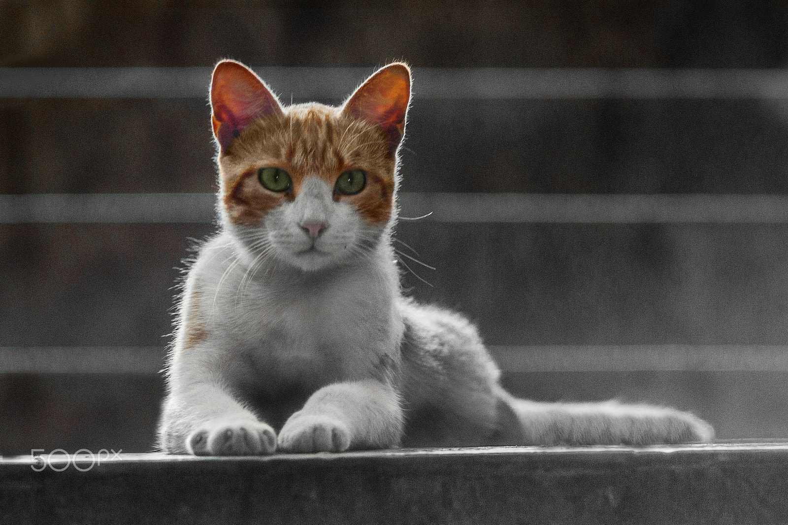 Canon EF 35-80mm f/4-5.6 sample photo. Homeless cat. photography