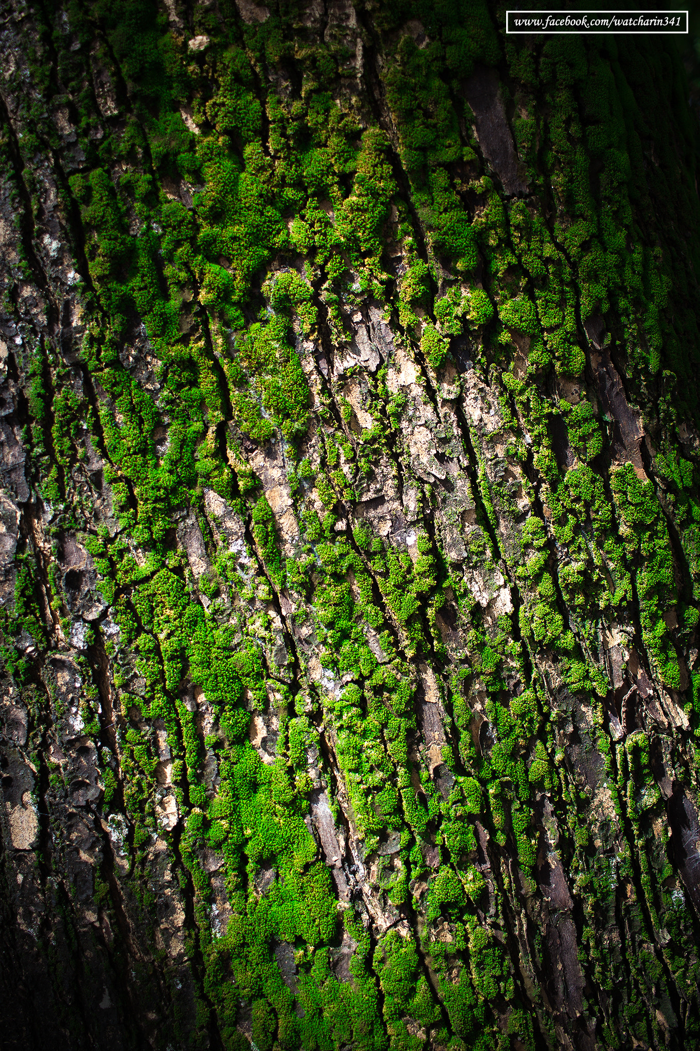 Canon EOS 600D (Rebel EOS T3i / EOS Kiss X5) sample photo. Texture photography