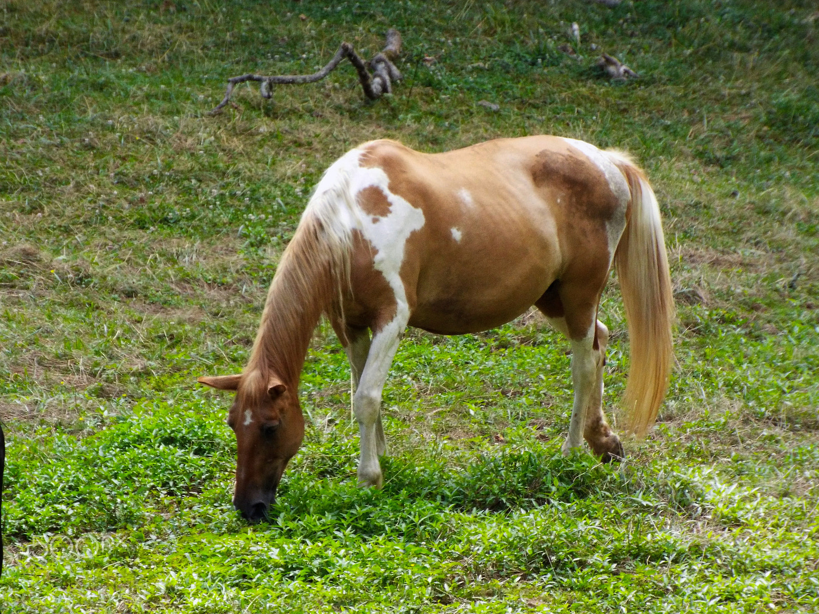 Fujifilm FinePix S8500 sample photo. Horse photography