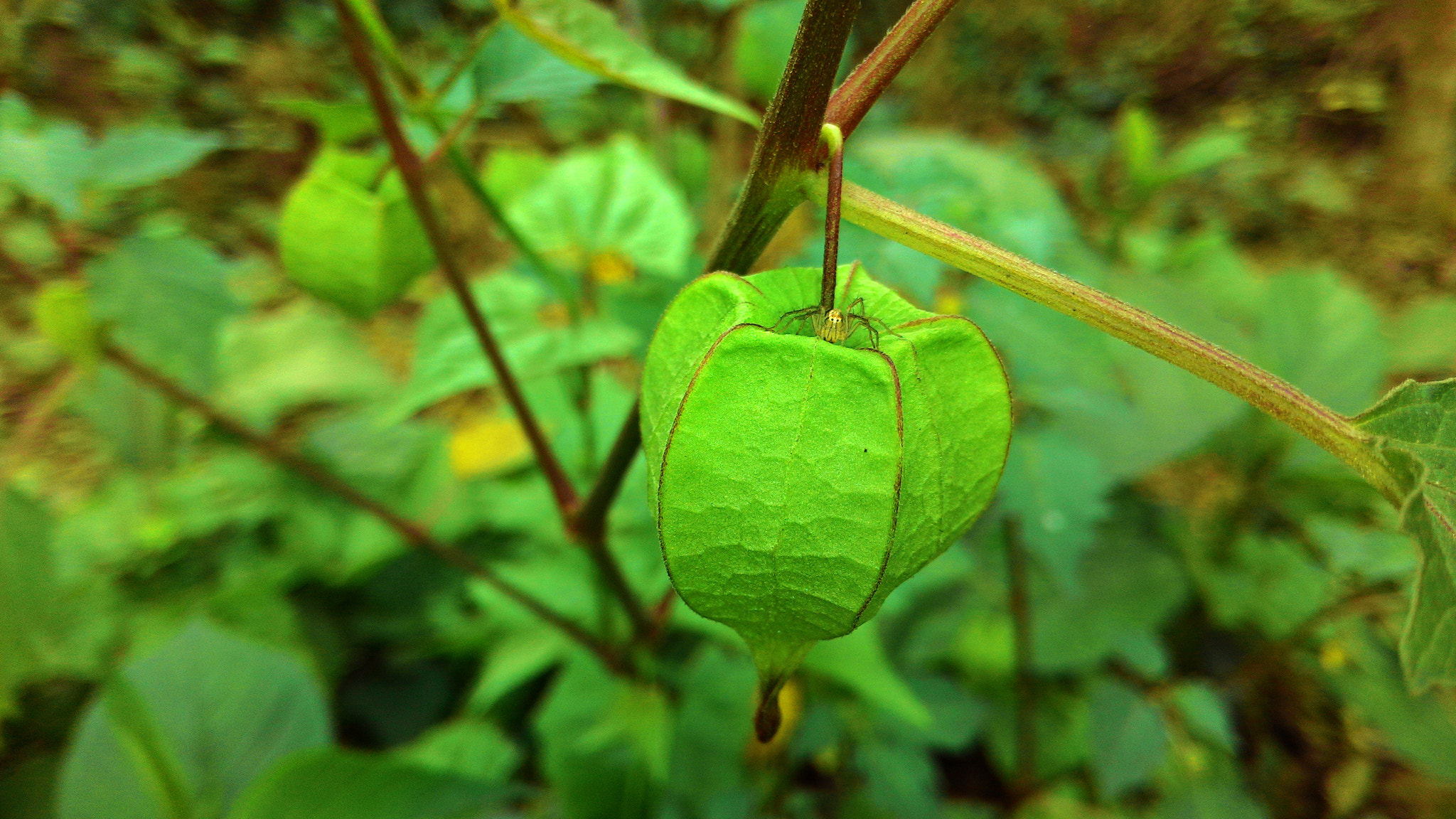 ASUS T00G sample photo. Fortune fruit photography