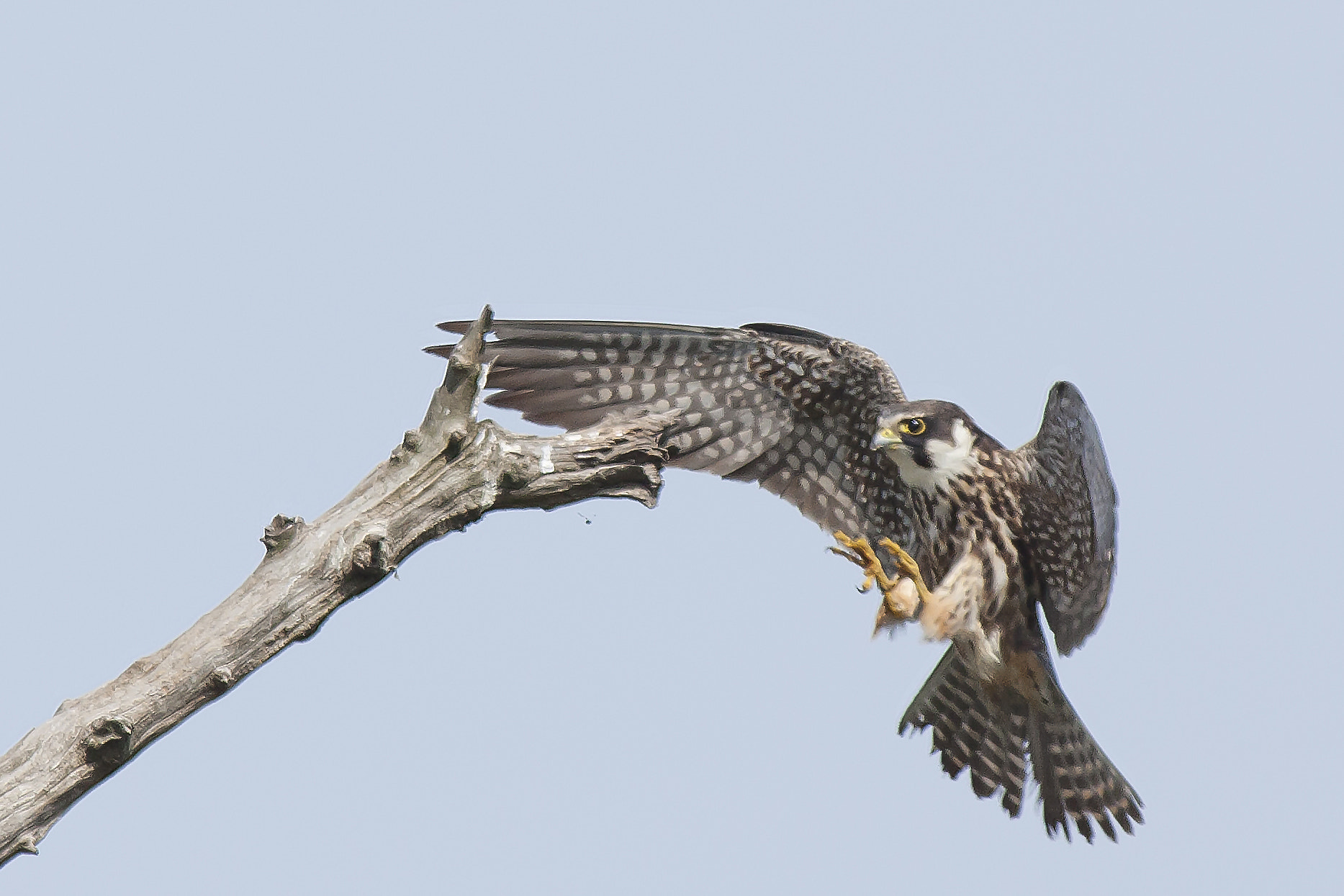 Canon EF 400mm F2.8L IS USM sample photo. Boomvalk aanvliegend photography