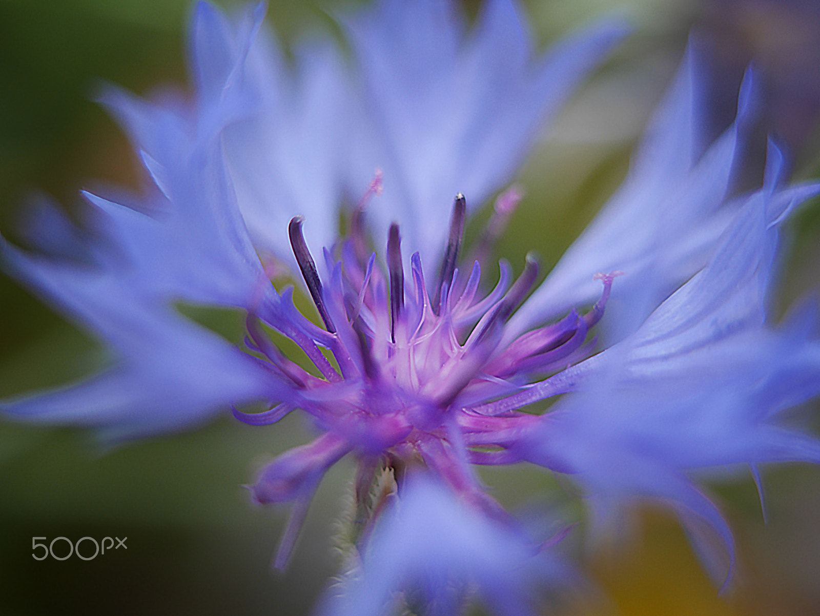 Panasonic Lumix DMC-GX7 + Olympus M.Zuiko Digital 45mm F1.8 sample photo. Chaber photography