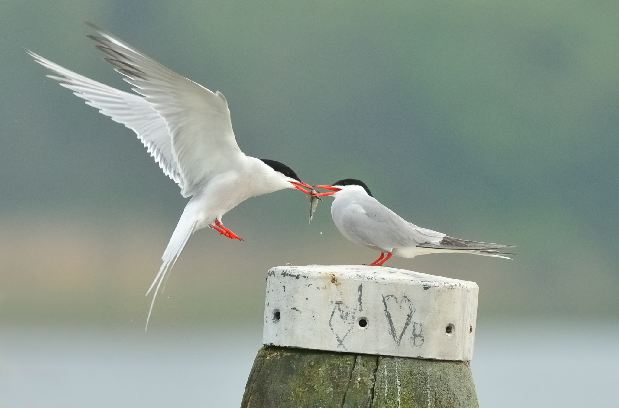 Nikon AF-S Nikkor 400mm F2.8D ED-IF II sample photo. Love is......... photography