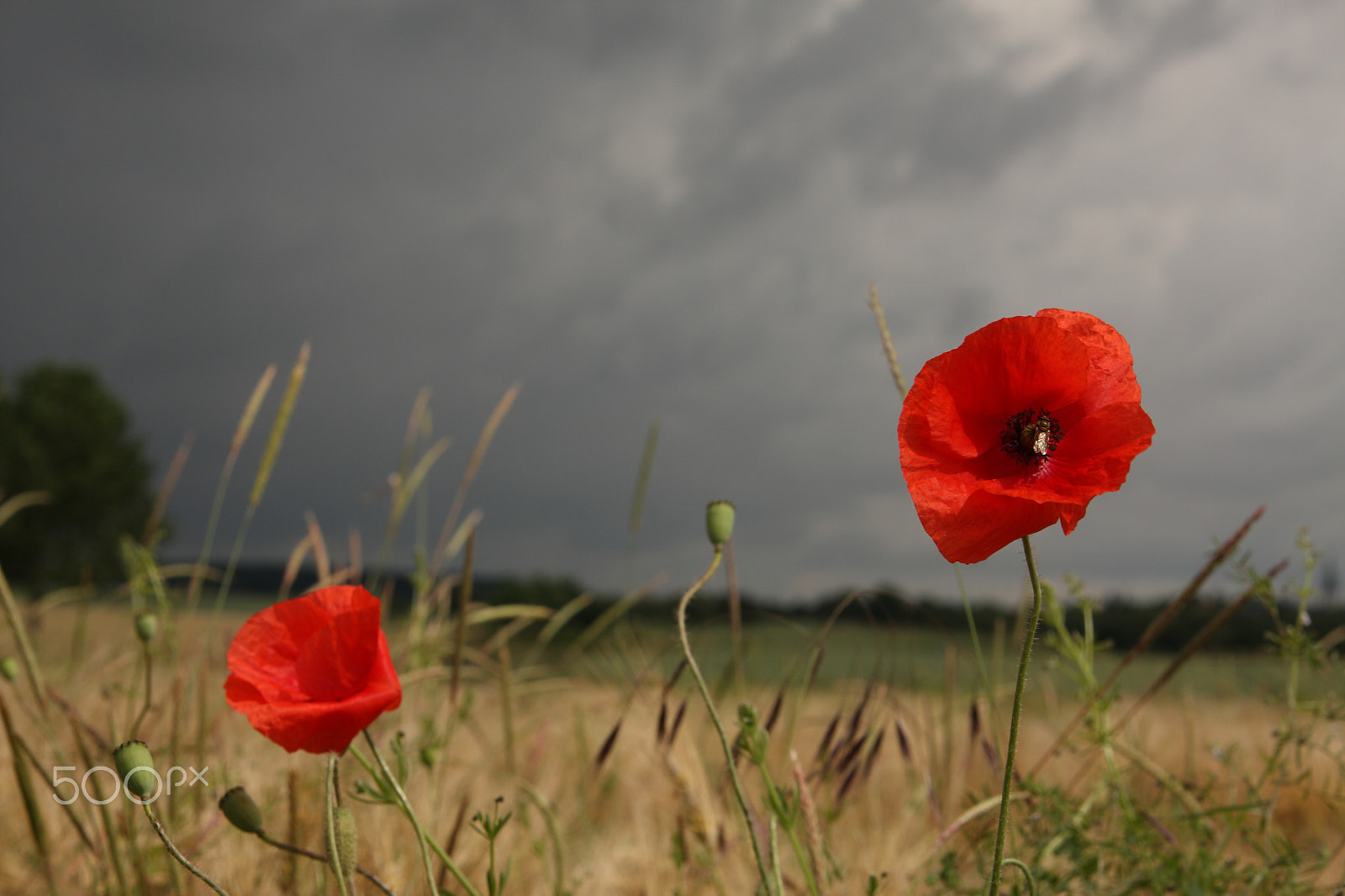 Canon EOS 40D sample photo. Rain is coming photography