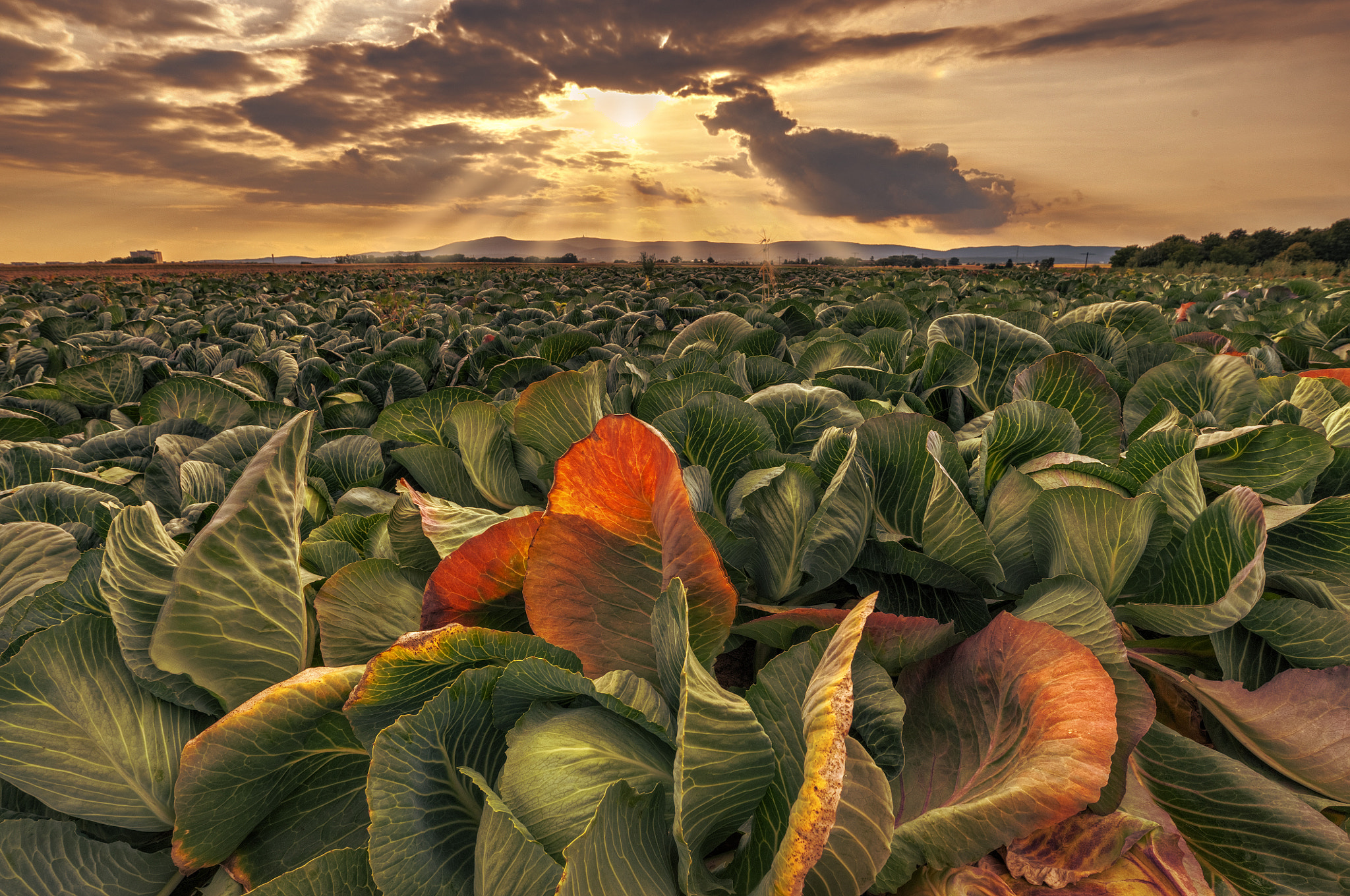 Nikon AF-S Nikkor 18-35mm F3.5-4.5G ED sample photo. Evening cabbage photography