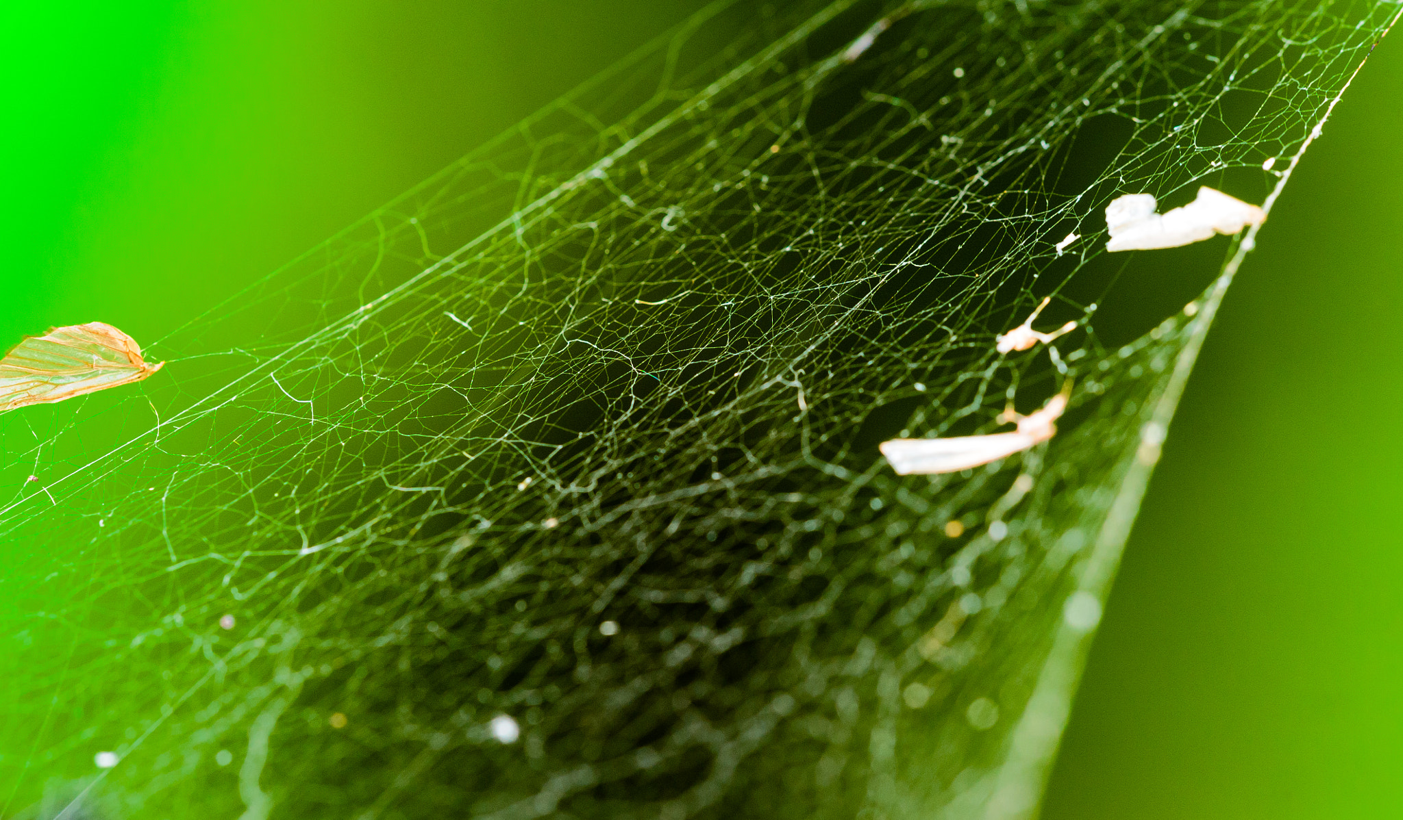 Sigma 150mm F2.8 EX DG Macro HSM sample photo. Sticky situation photography