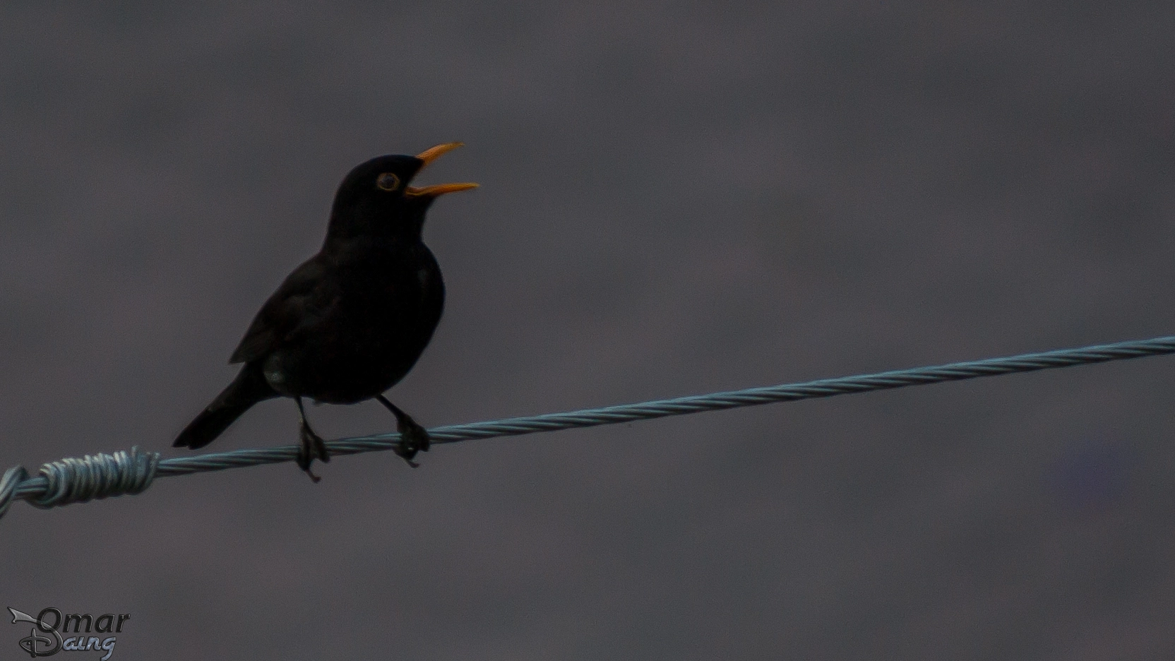 smc PENTAX-FA 80-320mm F4.5-5.6 sample photo. Turdus merula - common blackbird - karatavuk - 10 photography
