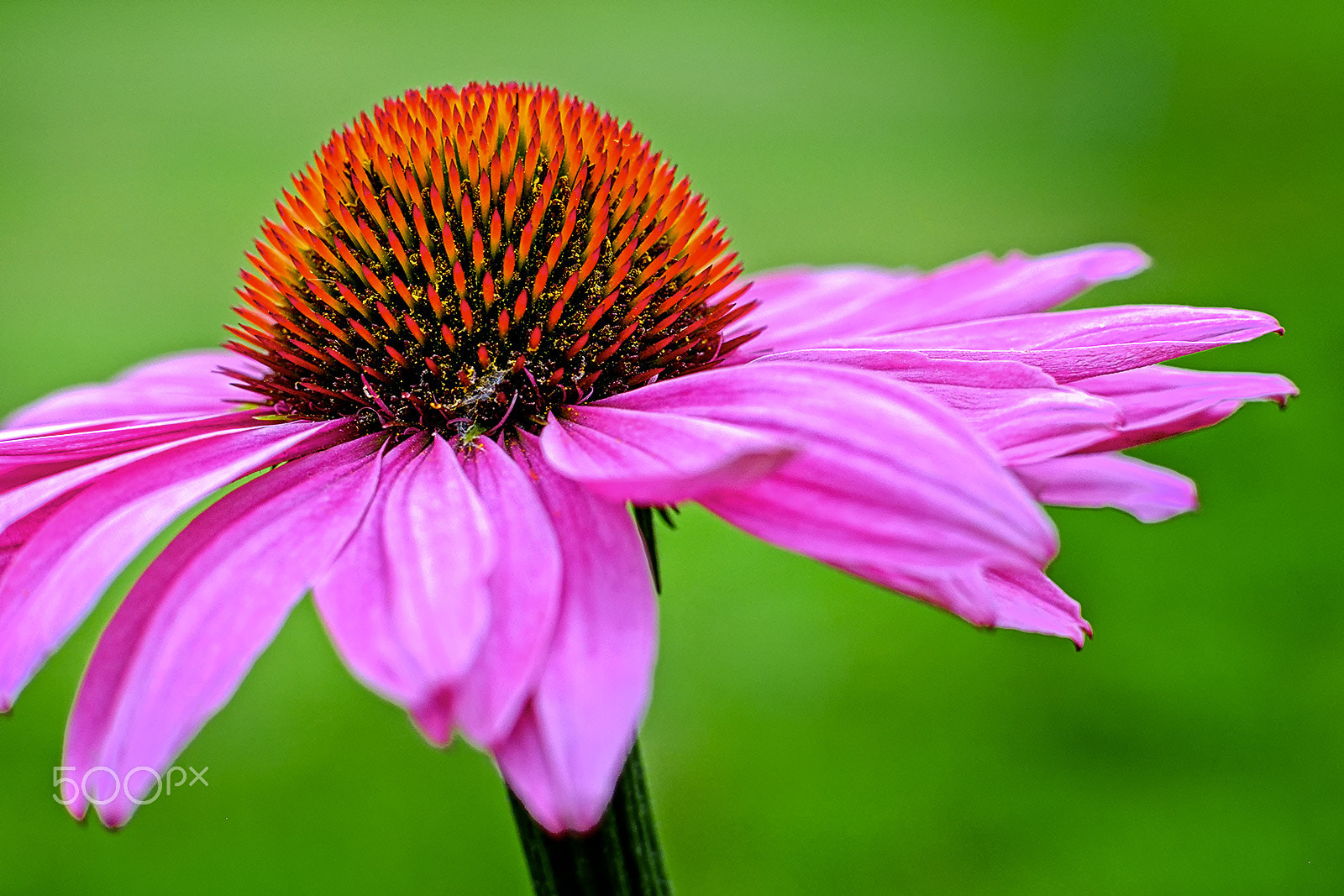 Fujifilm X-T1 + Fujifilm XF 56mm F1.2 R APD sample photo. Echinacea photography