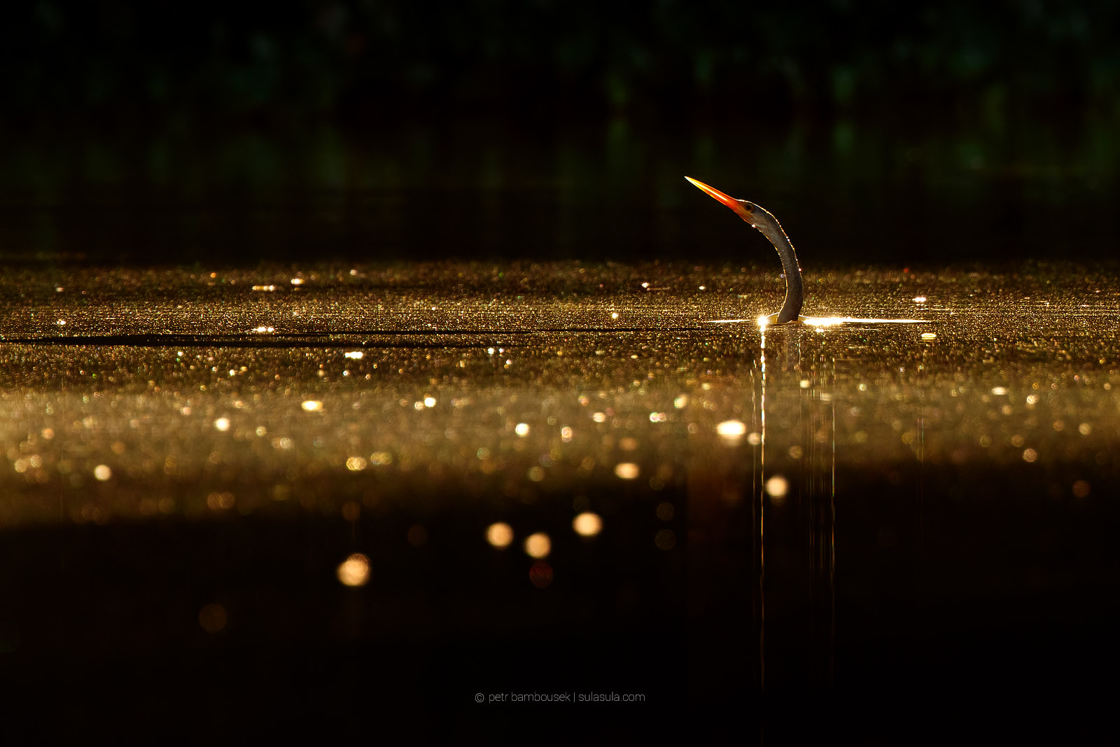 Canon EF 300mm F2.8L IS II USM sample photo. Ahninga | pantanal photography