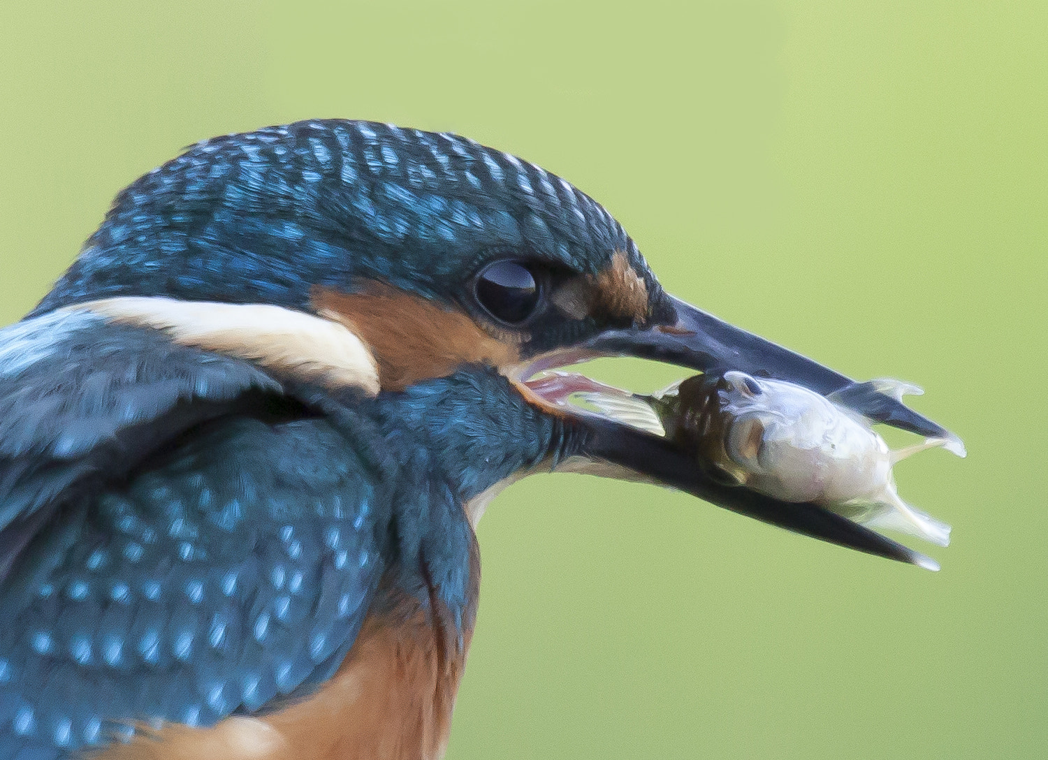 Canon EF 400mm F2.8L IS USM sample photo. Ijsvogel portret photography