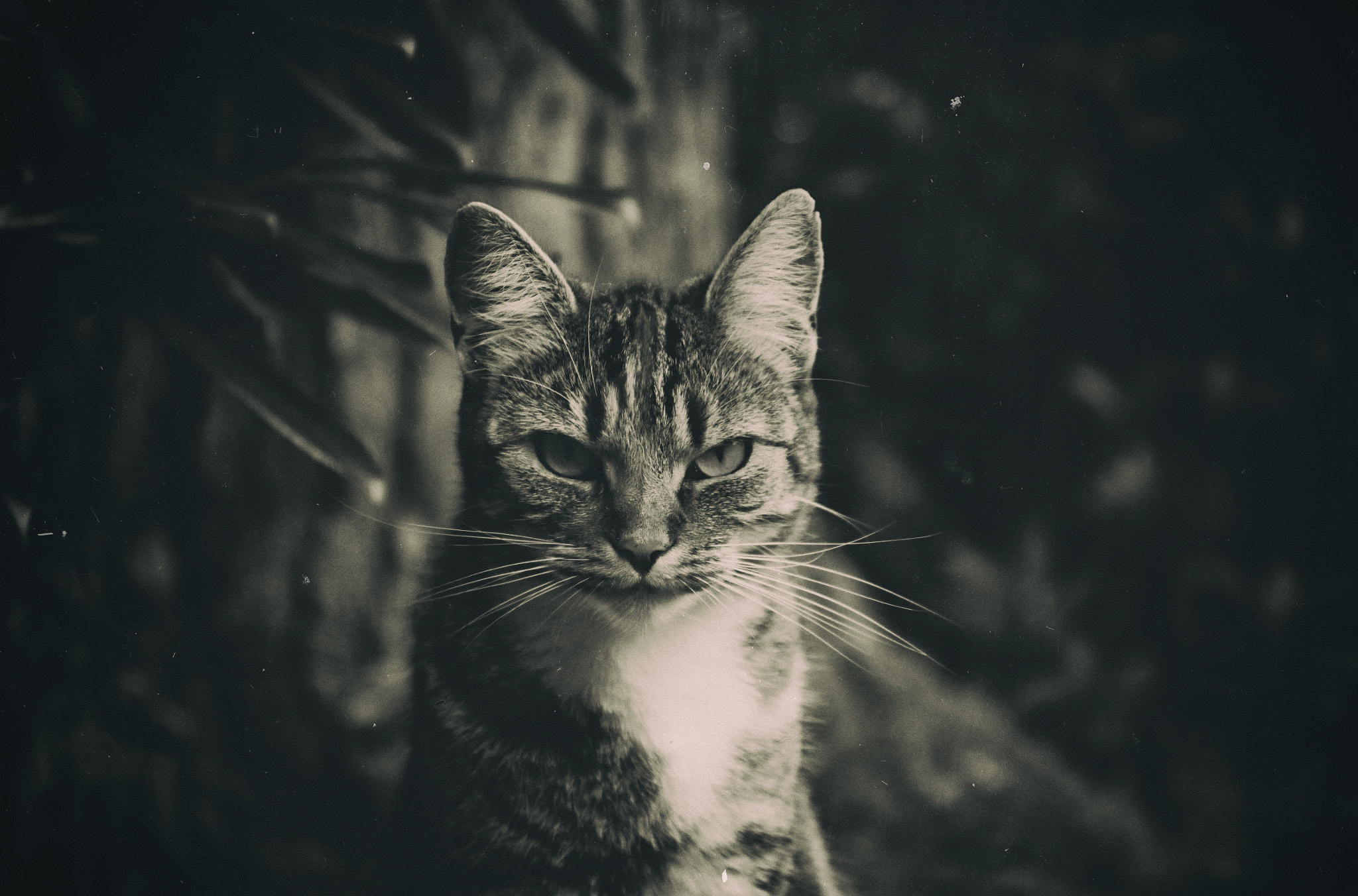 Canon EF 24-70mm F4L IS USM sample photo. **im the boss** photography
