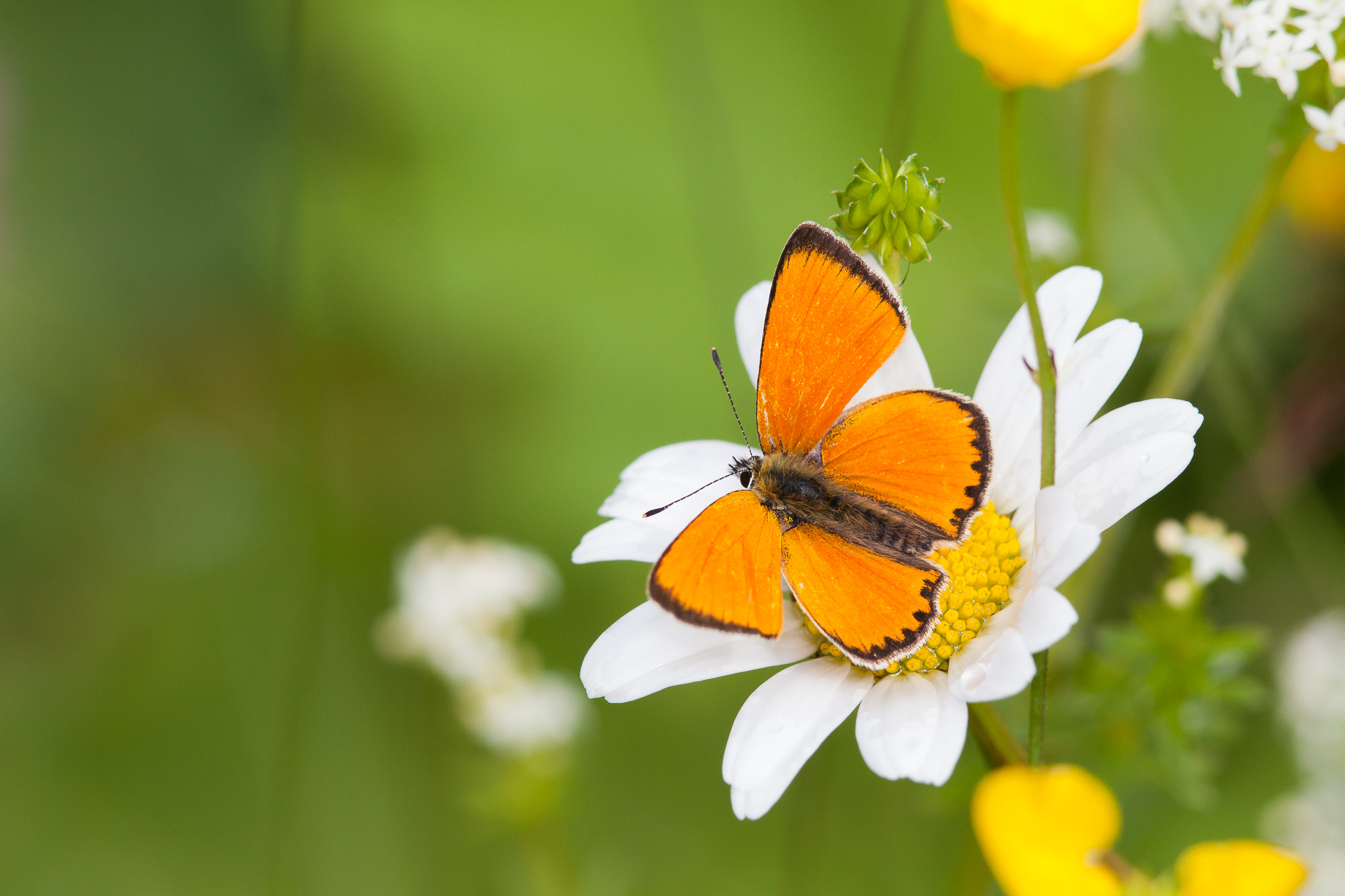 Canon EF 300mm F4L IS USM sample photo. Scarce copper, lycaena virgaureae photography