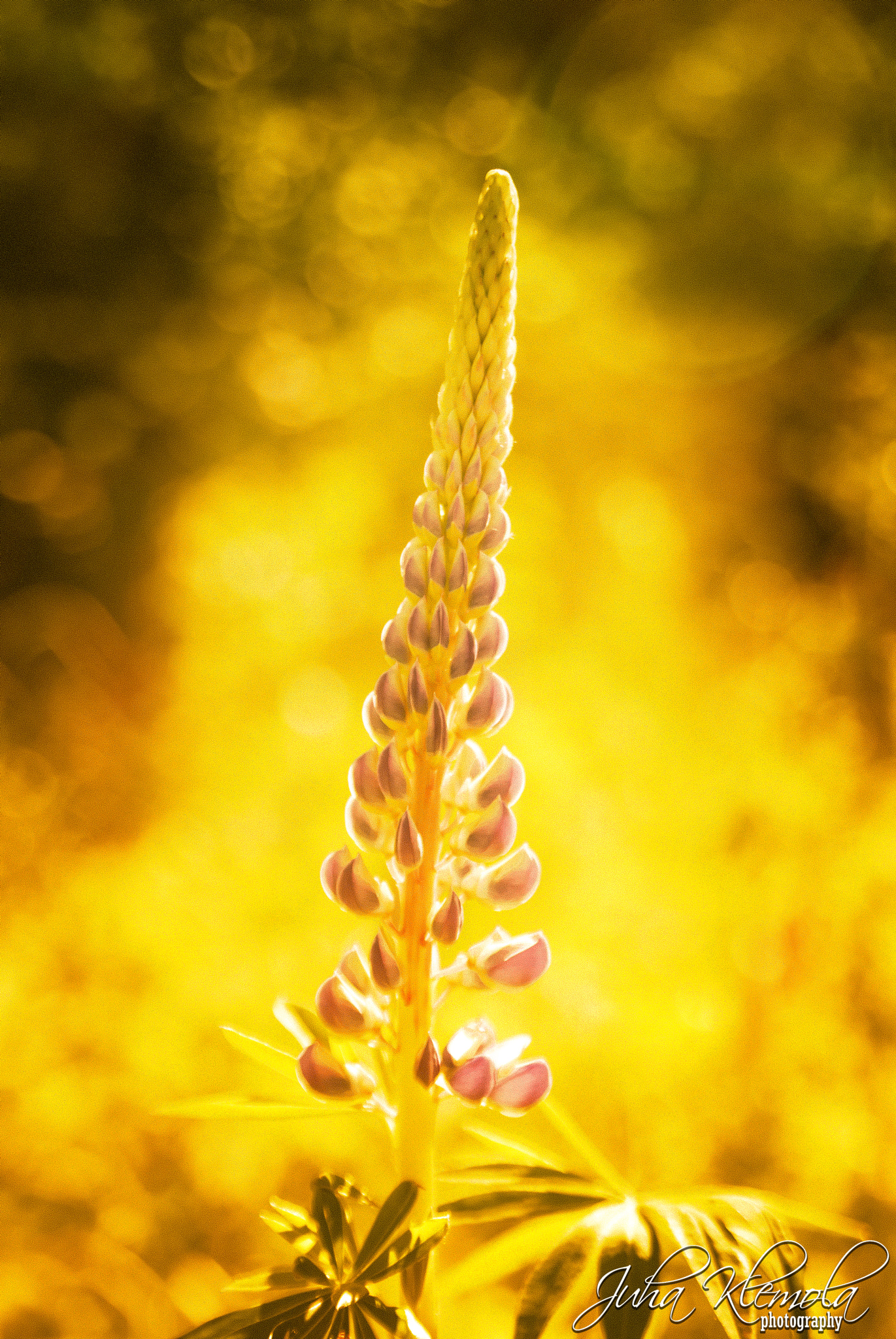 Nikon D3000 sample photo. -hehkuu- photography