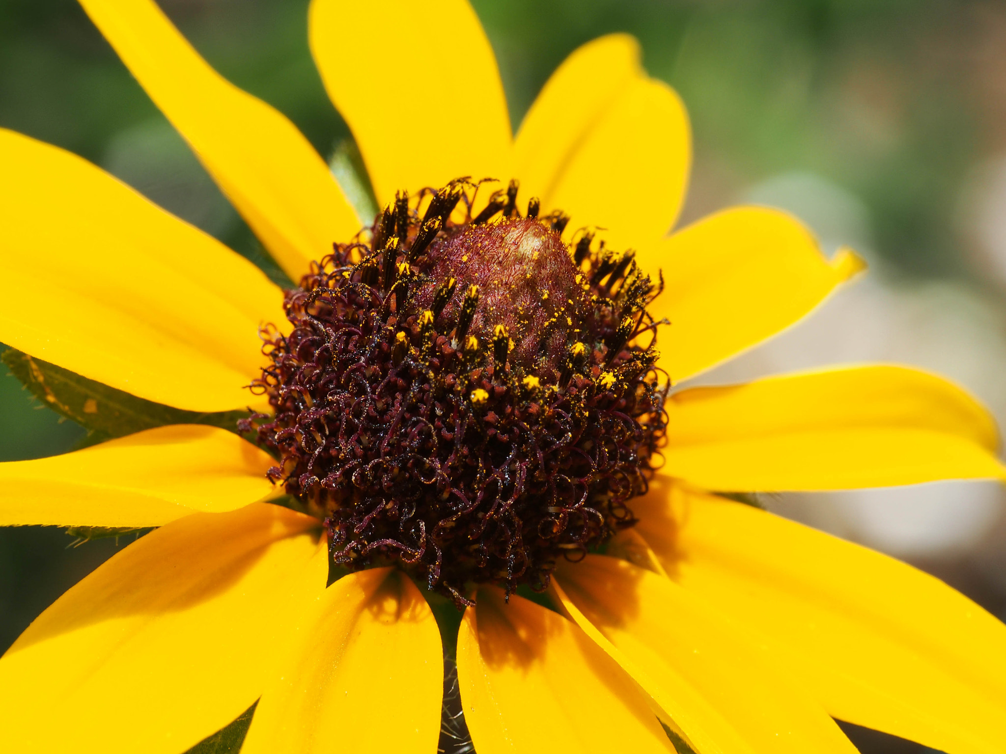 Panasonic Leica DG Macro-Elmarit 45mm F2.8 ASPH OIS sample photo. Sun flower photography