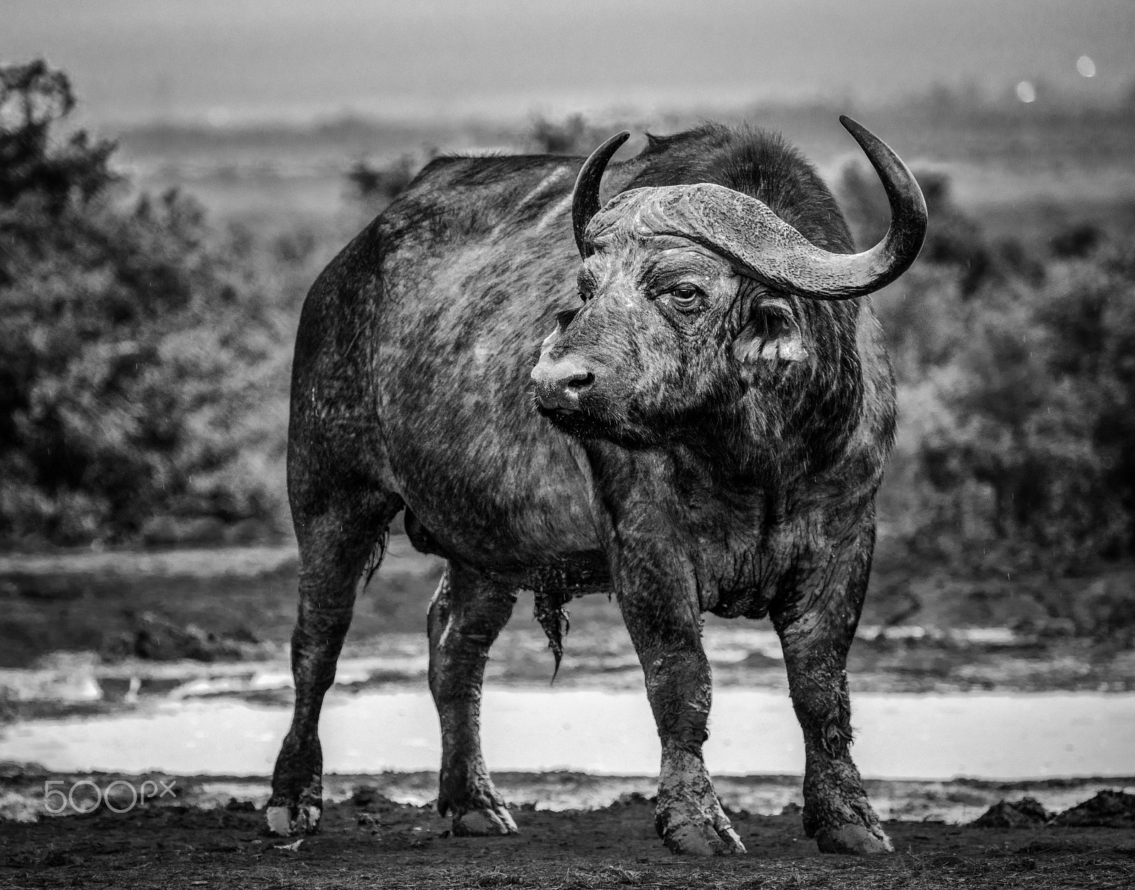 Tamron 18-270mm F3.5-6.3 Di II PZD sample photo. Buffalo photography