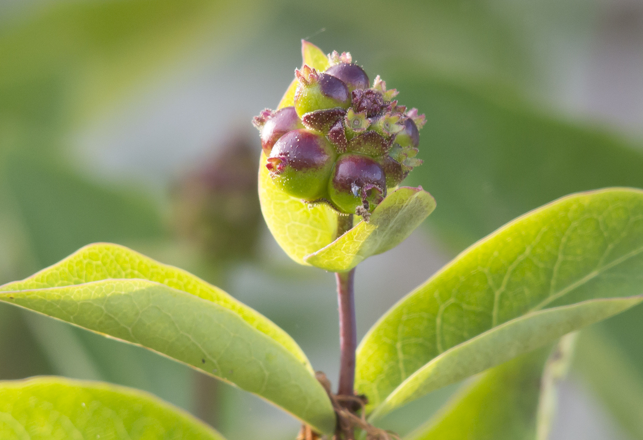 AF Zoom-Nikkor 80-200mm f/2.8 ED sample photo. Flower photography