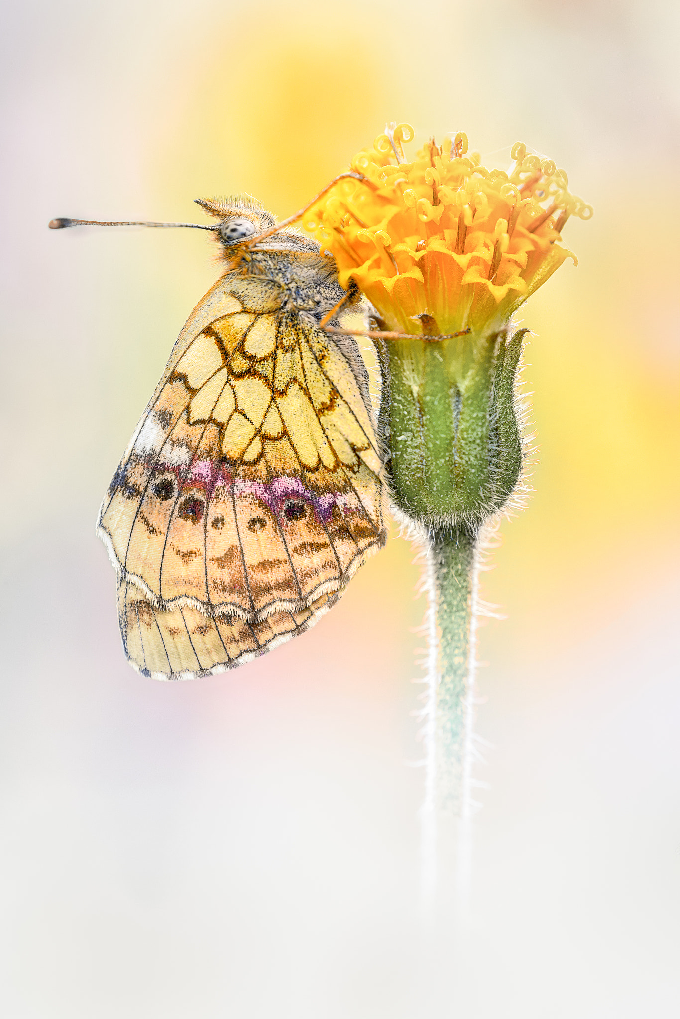 Sigma 150mm F2.8 EX DG OS Macro HSM sample photo. Golden photography