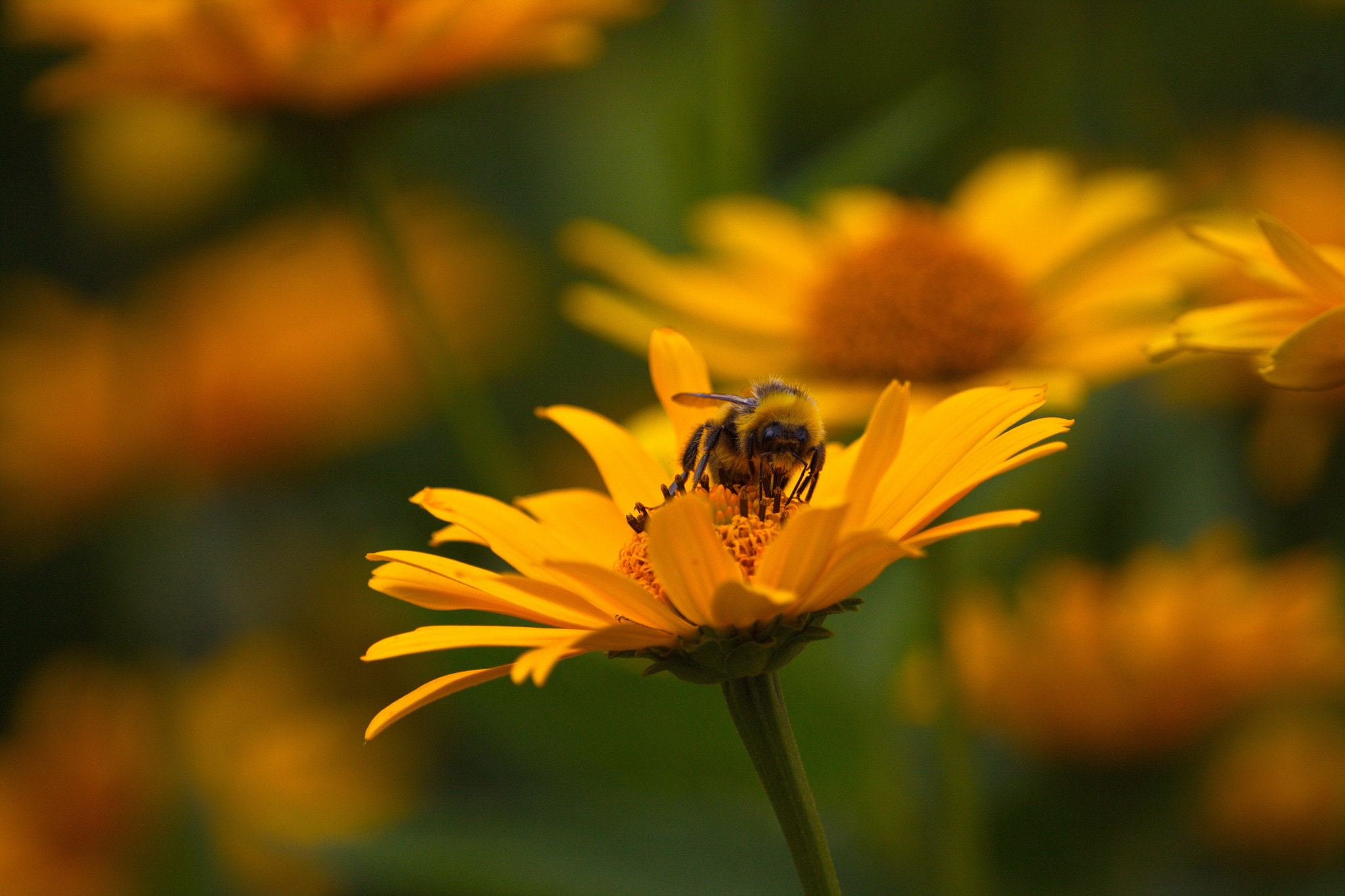 Sigma 70-300mm F4-5.6 APO DG Macro sample photo. Summer photography