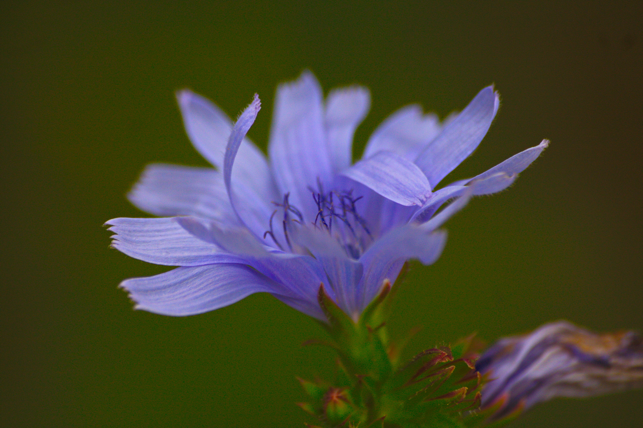 Sigma 70-300mm F4-5.6 APO DG Macro sample photo. Blue me photography