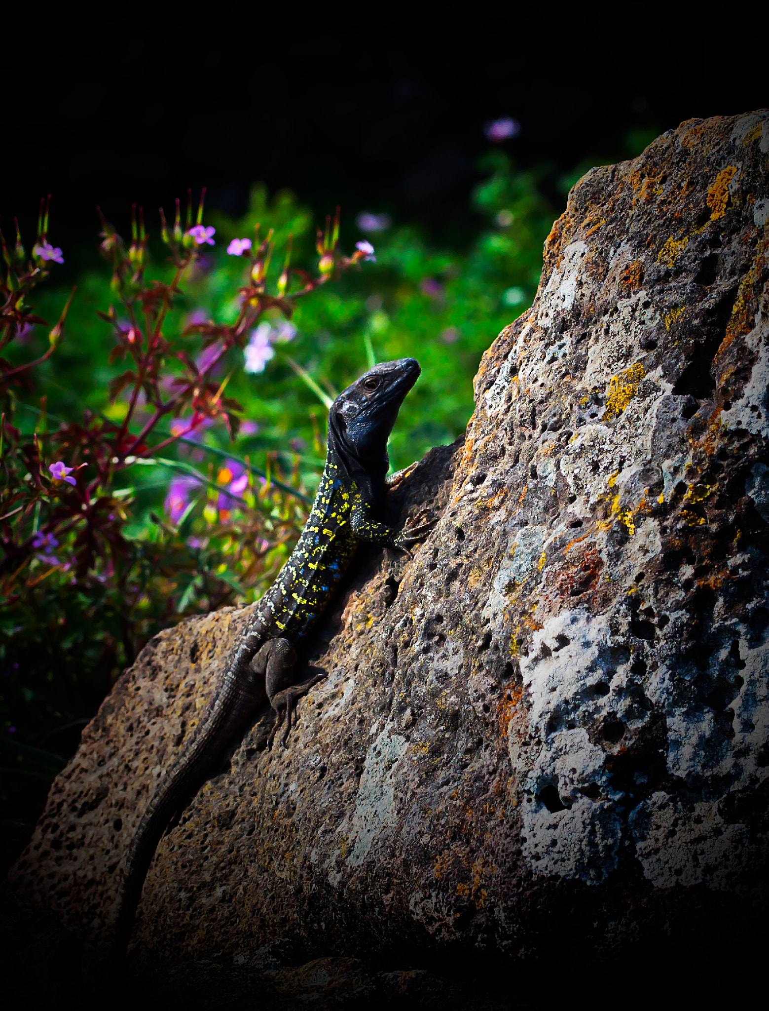 Canon EOS 500D (EOS Rebel T1i / EOS Kiss X3) + Canon EF 50mm F2.5 Macro sample photo. Little big reptile photography