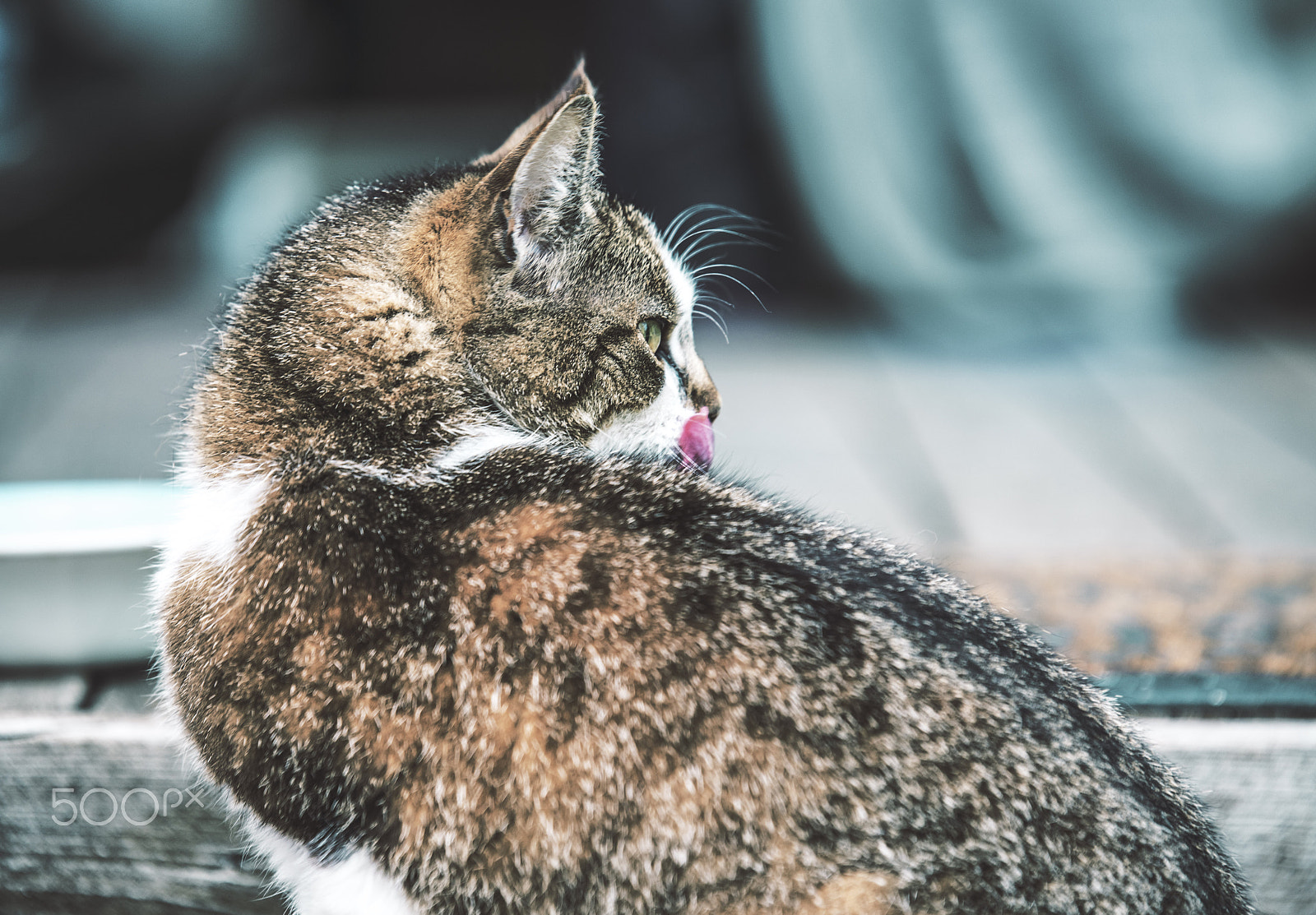 Sony a7R II + Tamron SP 70-200mm F2.8 Di VC USD sample photo. Kitty lick photography