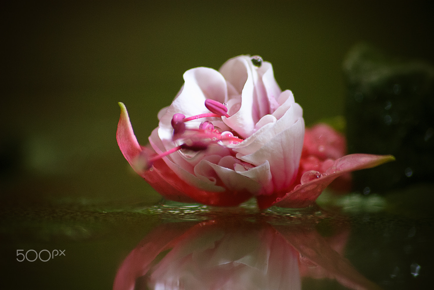 Sigma 70-300mm F4-5.6 APO DG Macro sample photo. Flower macro 5 photography