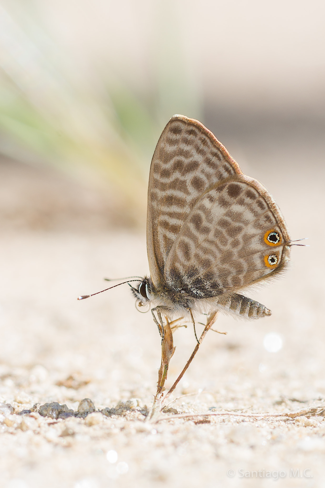Sony SLT-A77 + Sony 100mm F2.8 Macro sample photo. Leptotes pirithous photography