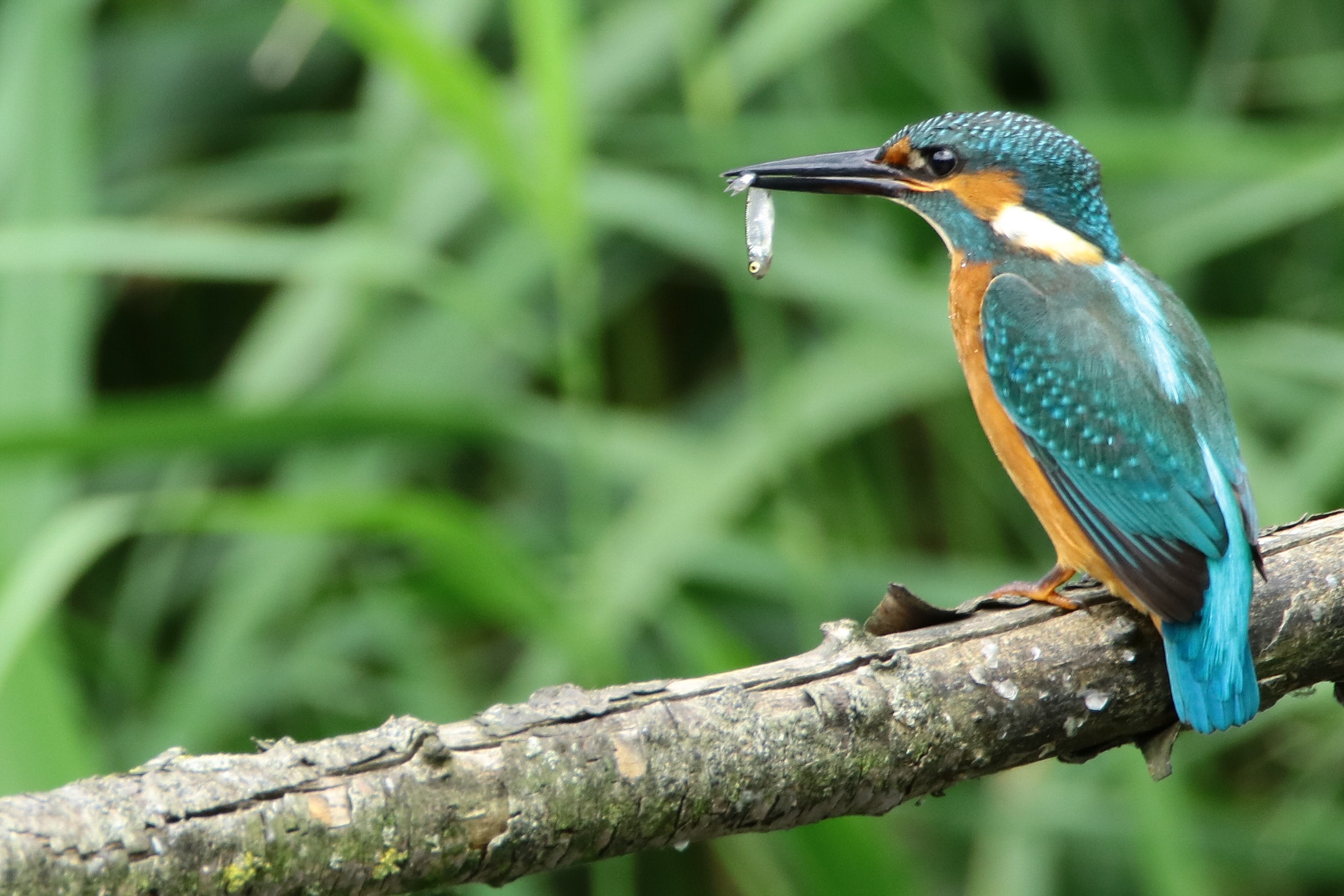 Tamron SP 150-600mm F5-6.3 Di VC USD sample photo. Kingfisher photography